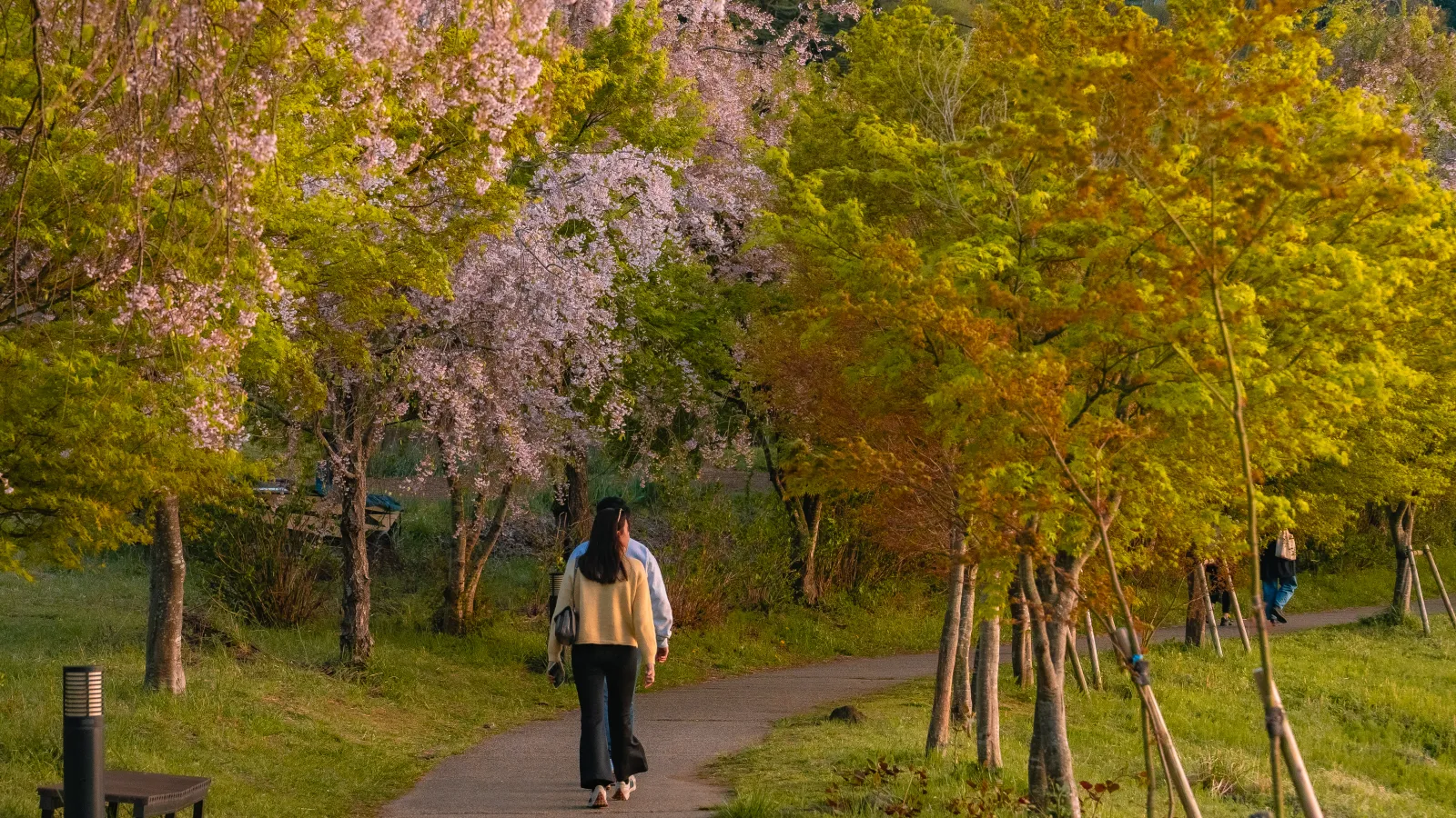 Perspective down the Kawaguchiko walking trail with weeping cherry and yellow maples