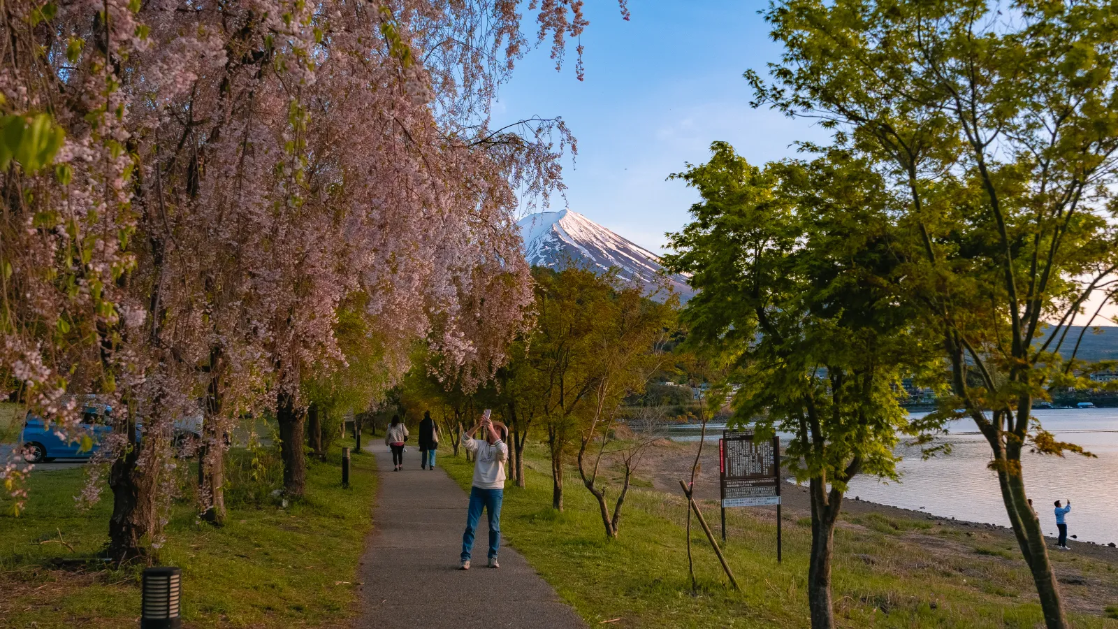 Kawaguchiko Walking Trail weeping cherry photographer and Mt Fuji