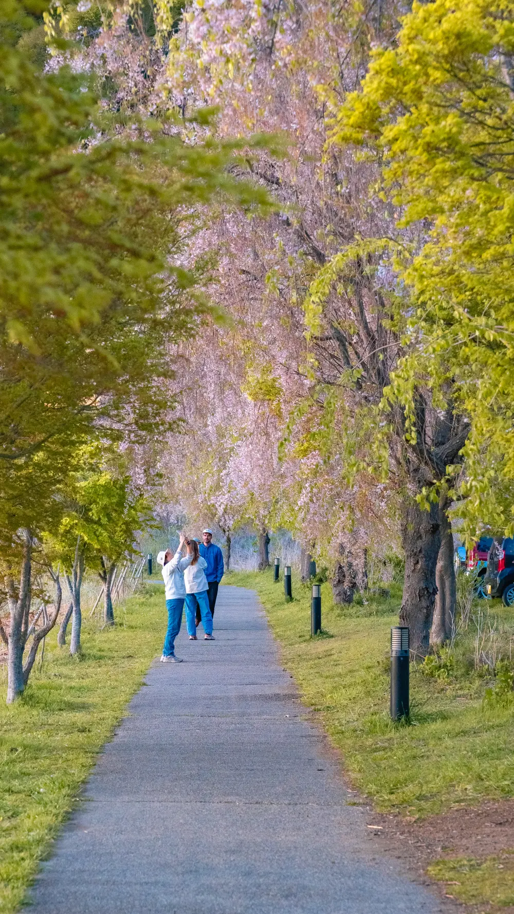 Couple walking under weeping cherry and yellow maple leaves