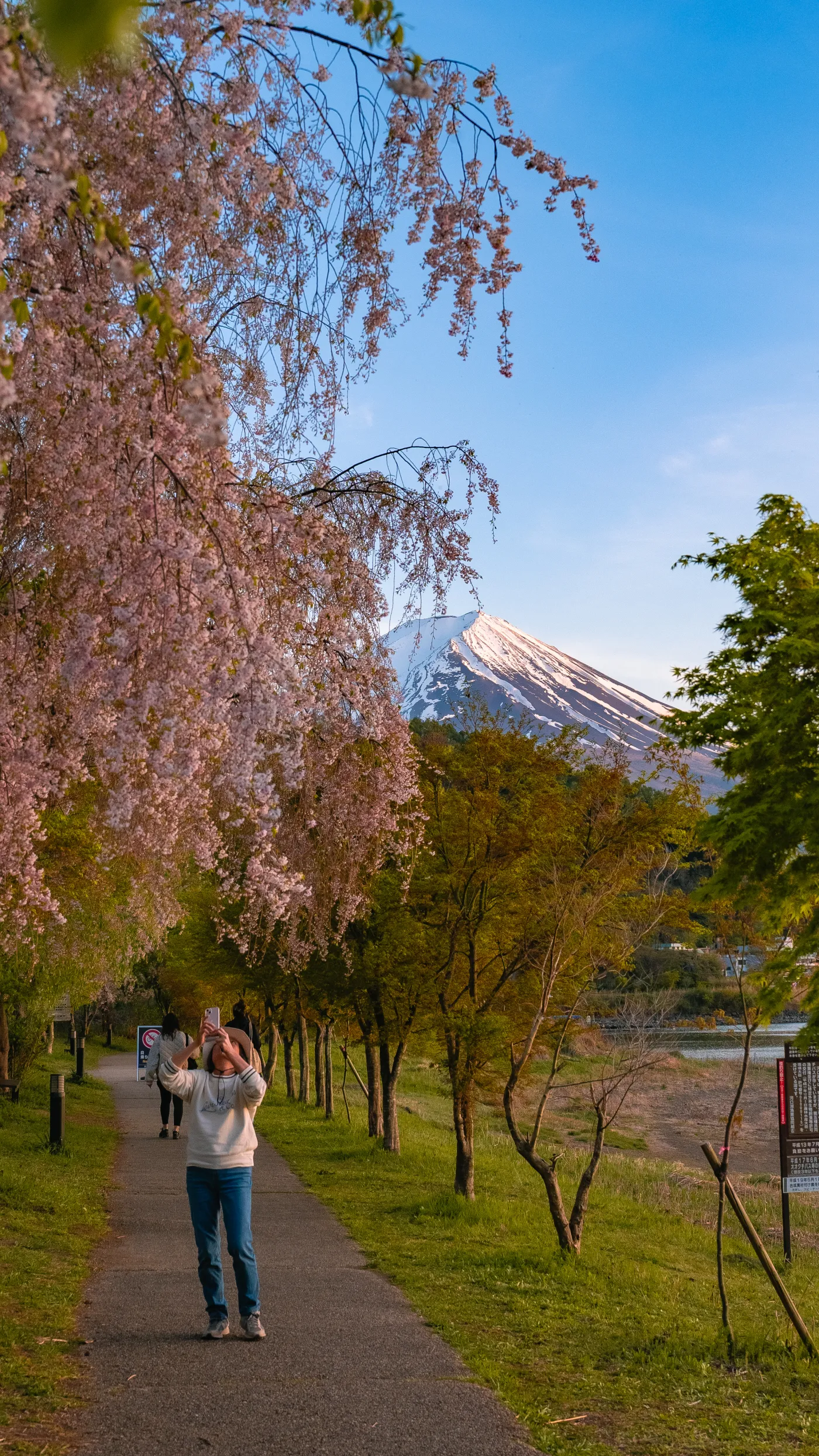 Close-up of weeping cherry blossoms on the trail with Mt Fuji dominant