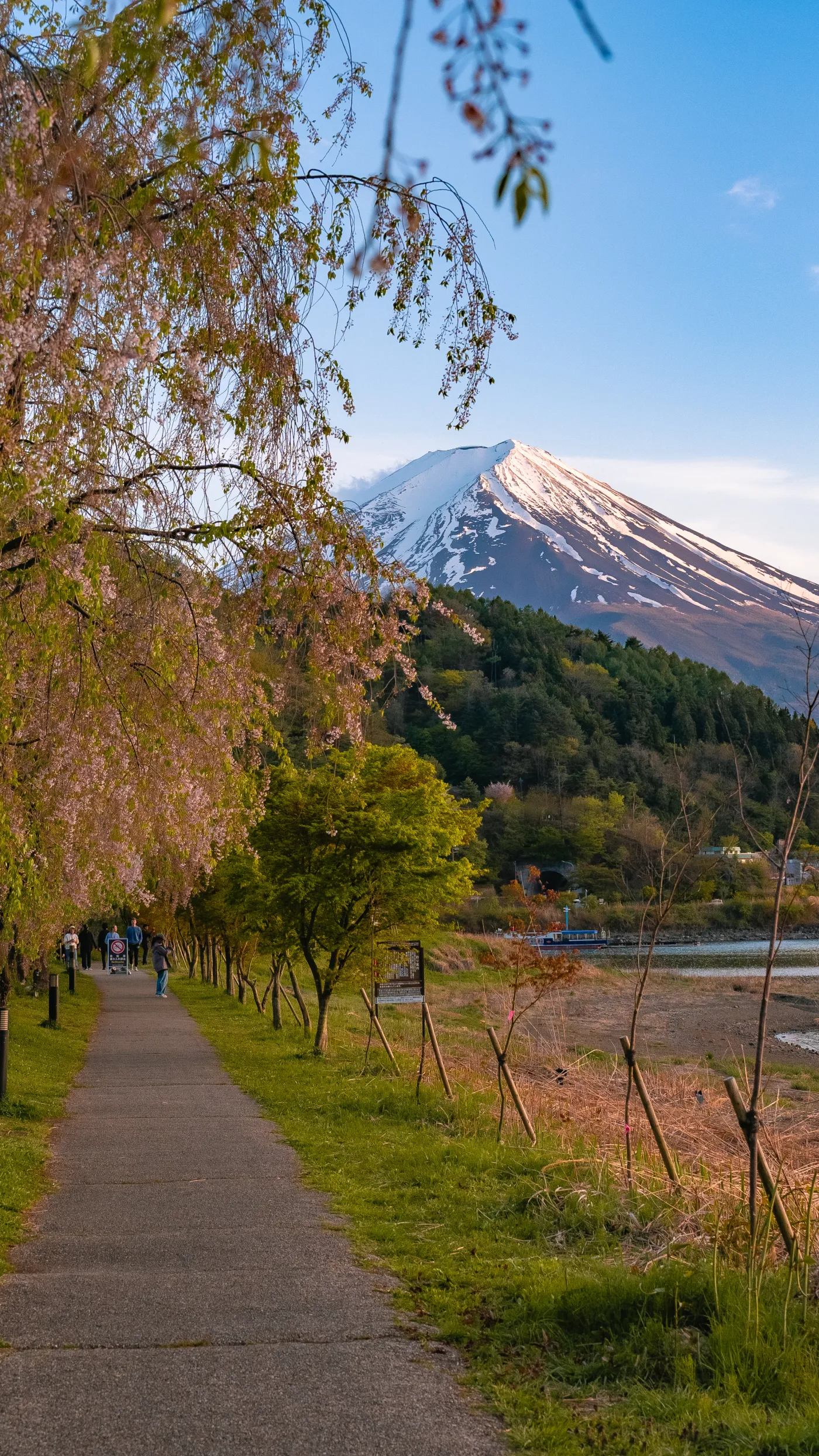 Shidare cherry on left and Mt Fuji on right on Kawaguchiko walking trail