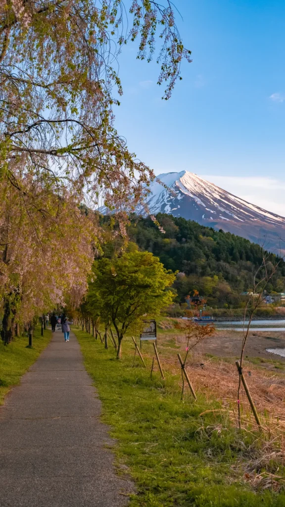Weeping cherry trees along the Kawaguchiko walking trail with Mt Fuji in the background