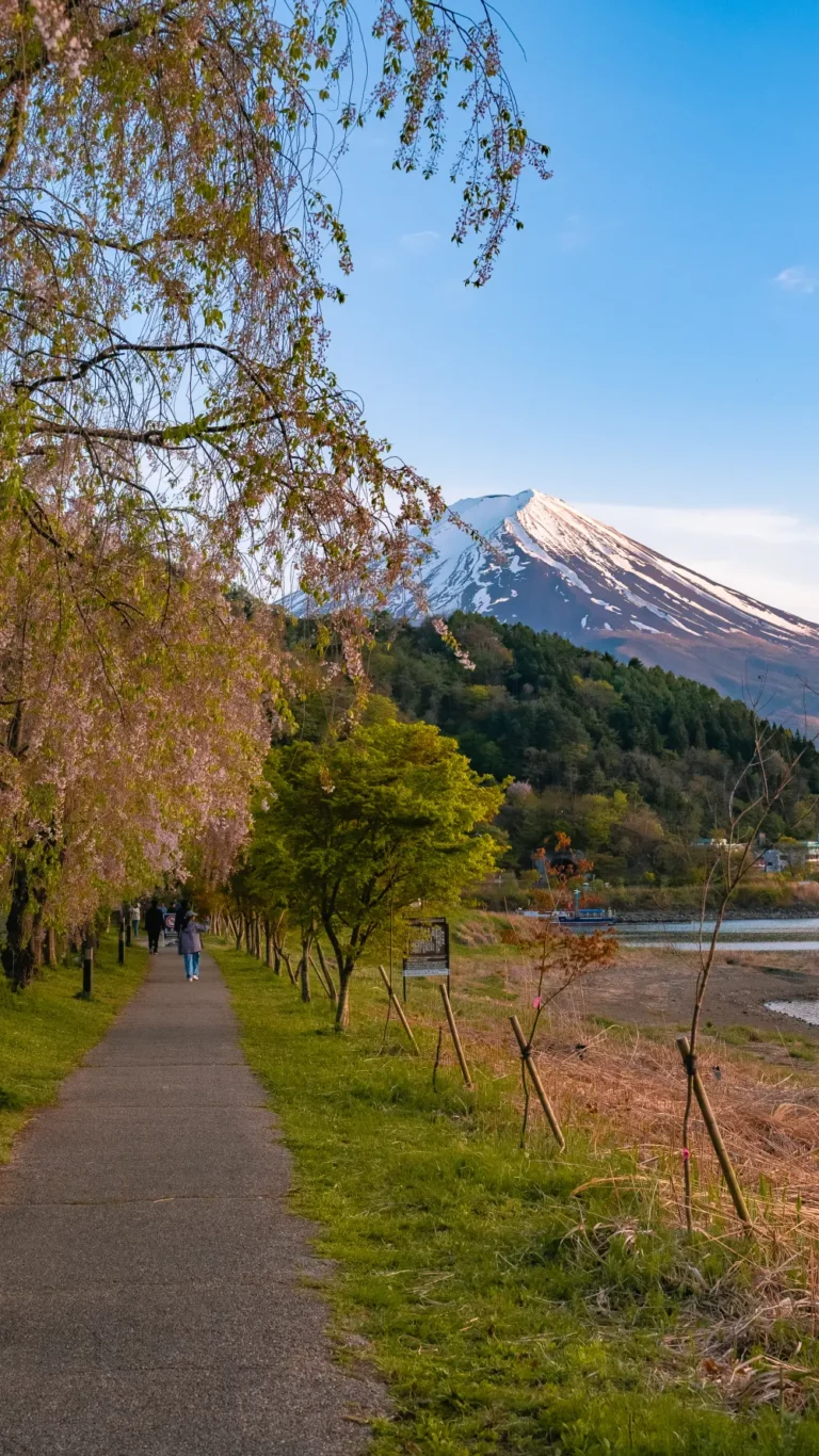 Weeping cherry trees along the Kawaguchiko walking trail with Mt Fuji in the background