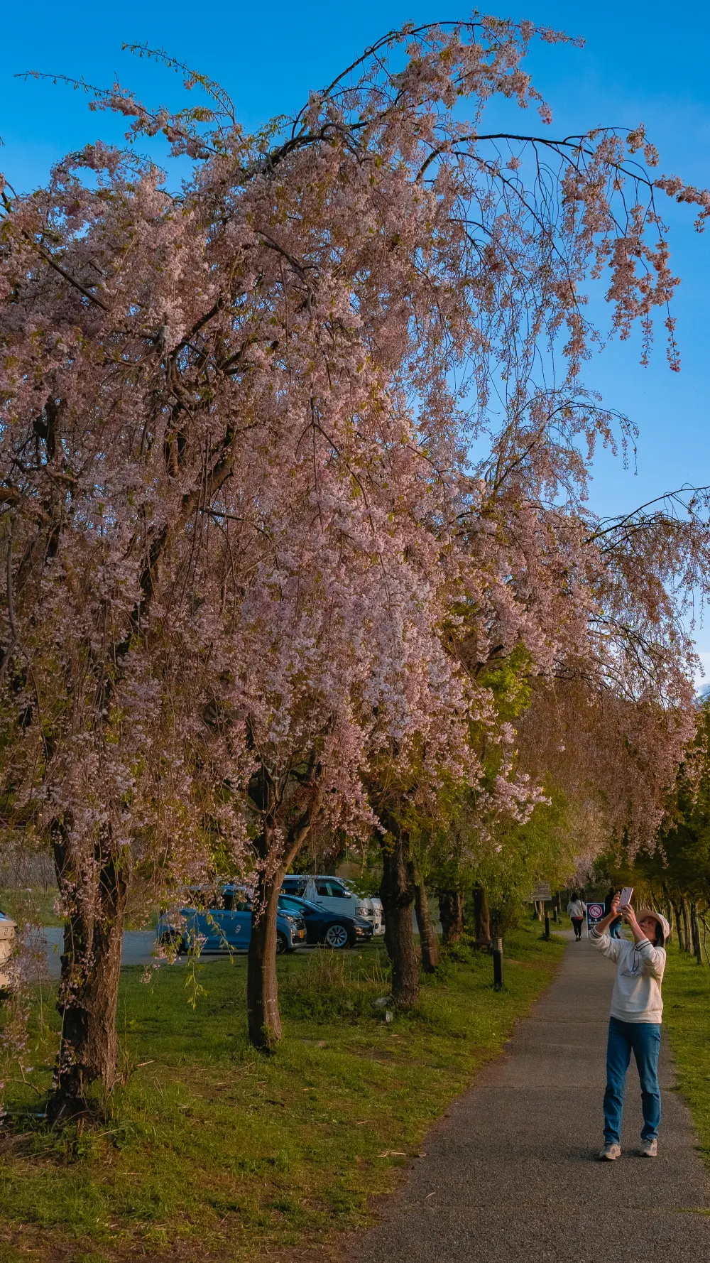 Weeping cherry trees with photographer and parked van on Kawaguchiko walking trail