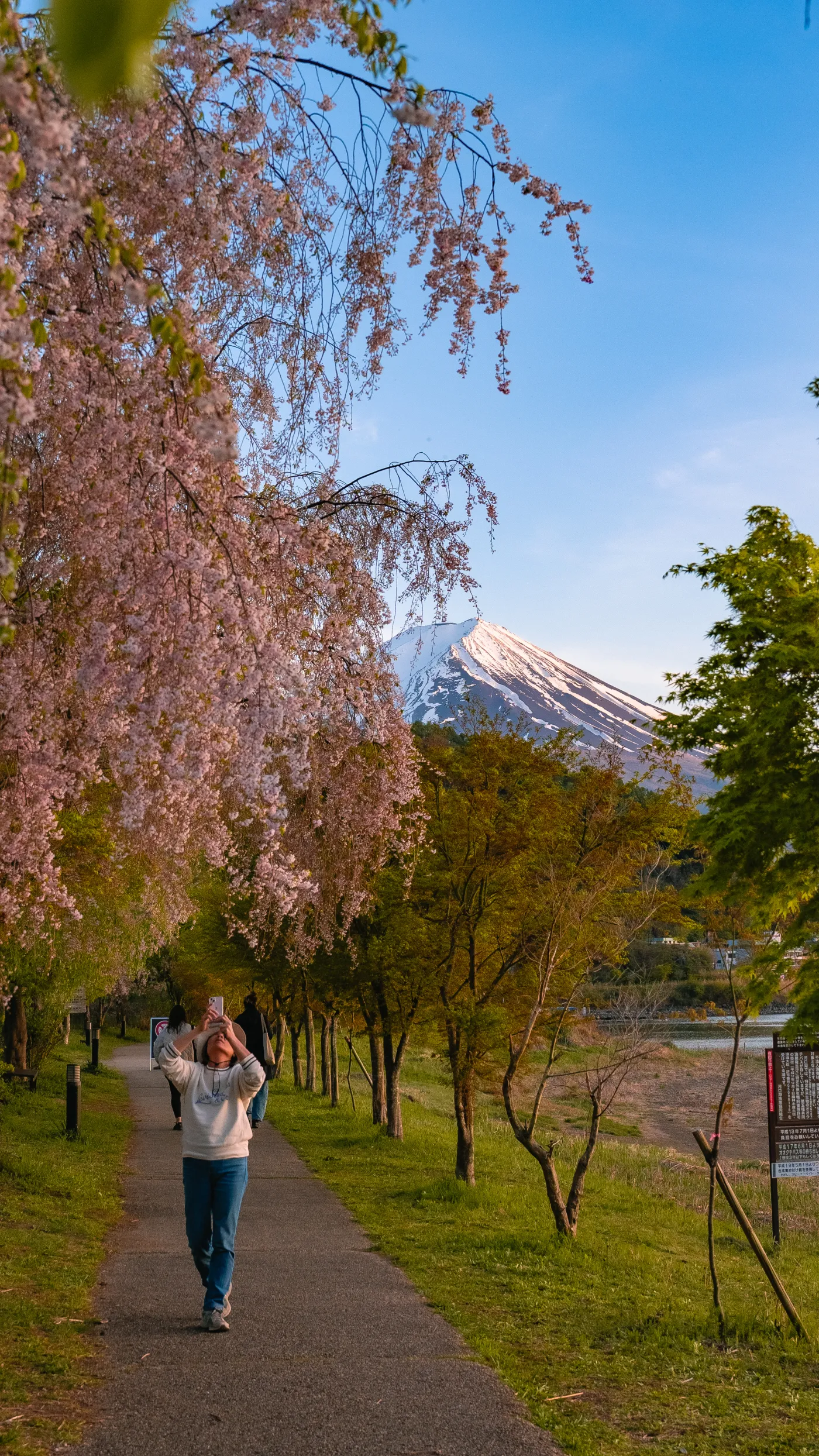 Visitor photographing weeping cherry blossoms with Mt Fuji on the walking trail