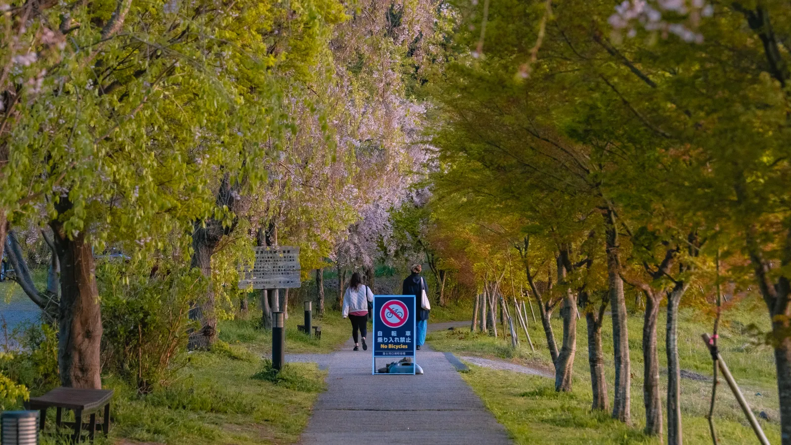 Information signs along the Kawaguchiko walking trail with weeping cherry
