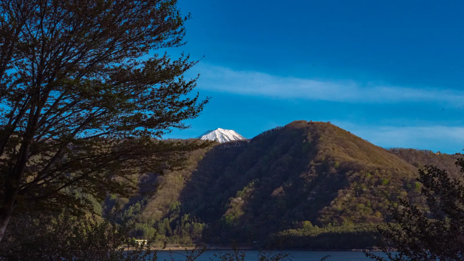 Mt Fuji peaking over a forested ridge seen from Lake Saiko through tree branches