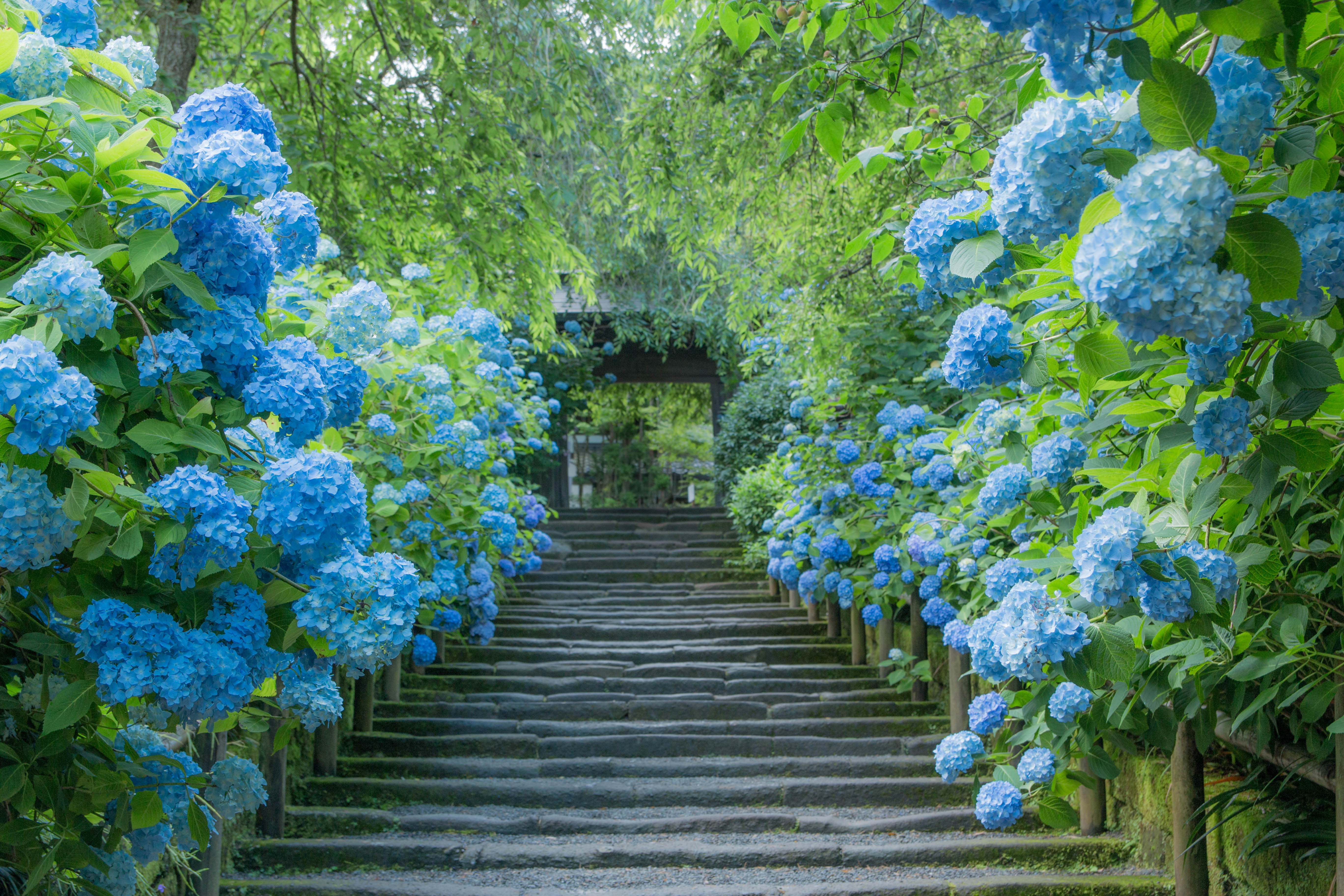 Hime-ajisai blue hydrangea blooming around the wooden gate of Meigetsu-in temple in Kamakura