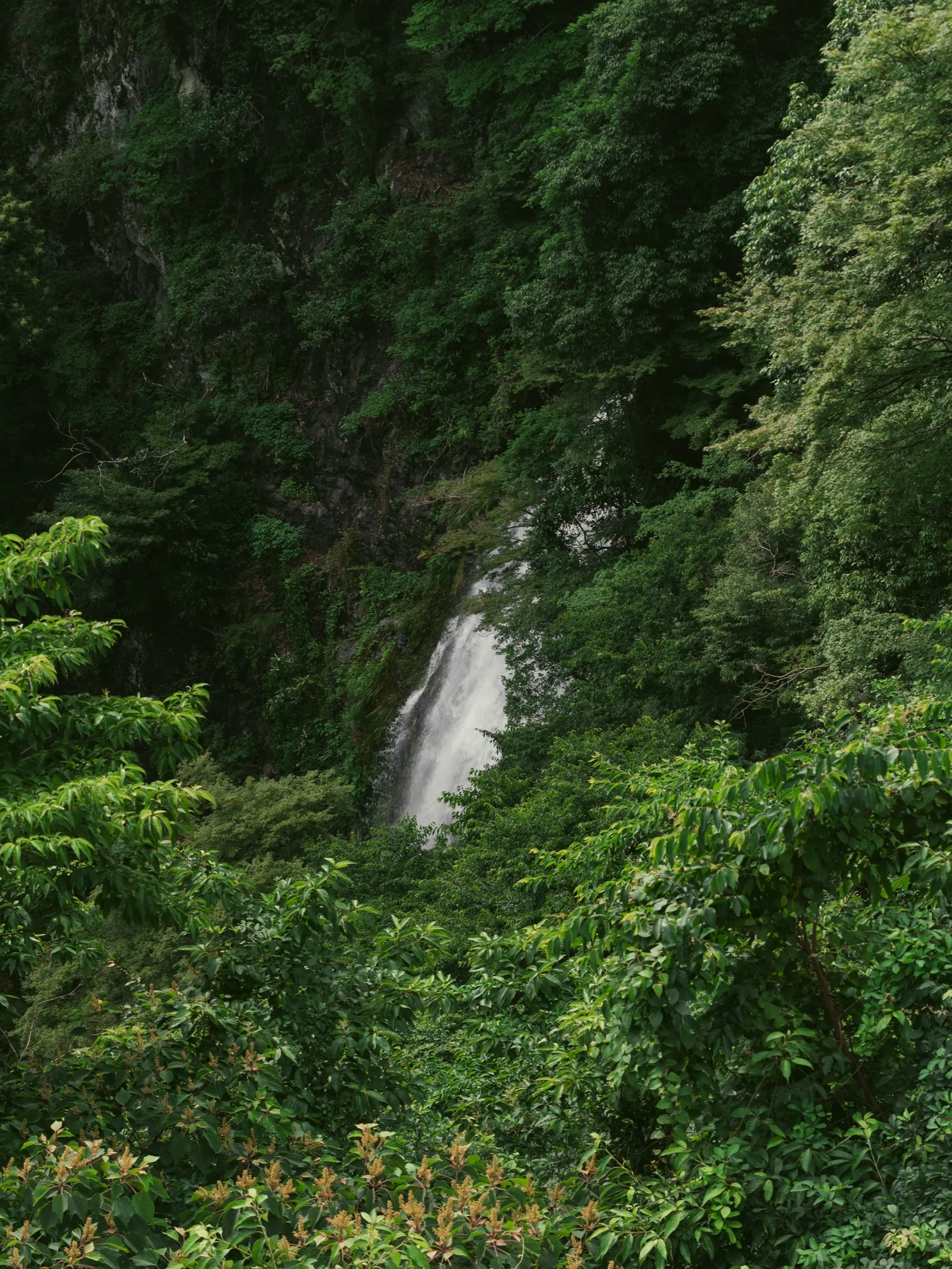 Minoo Falls cascade seen from the side through dense forest