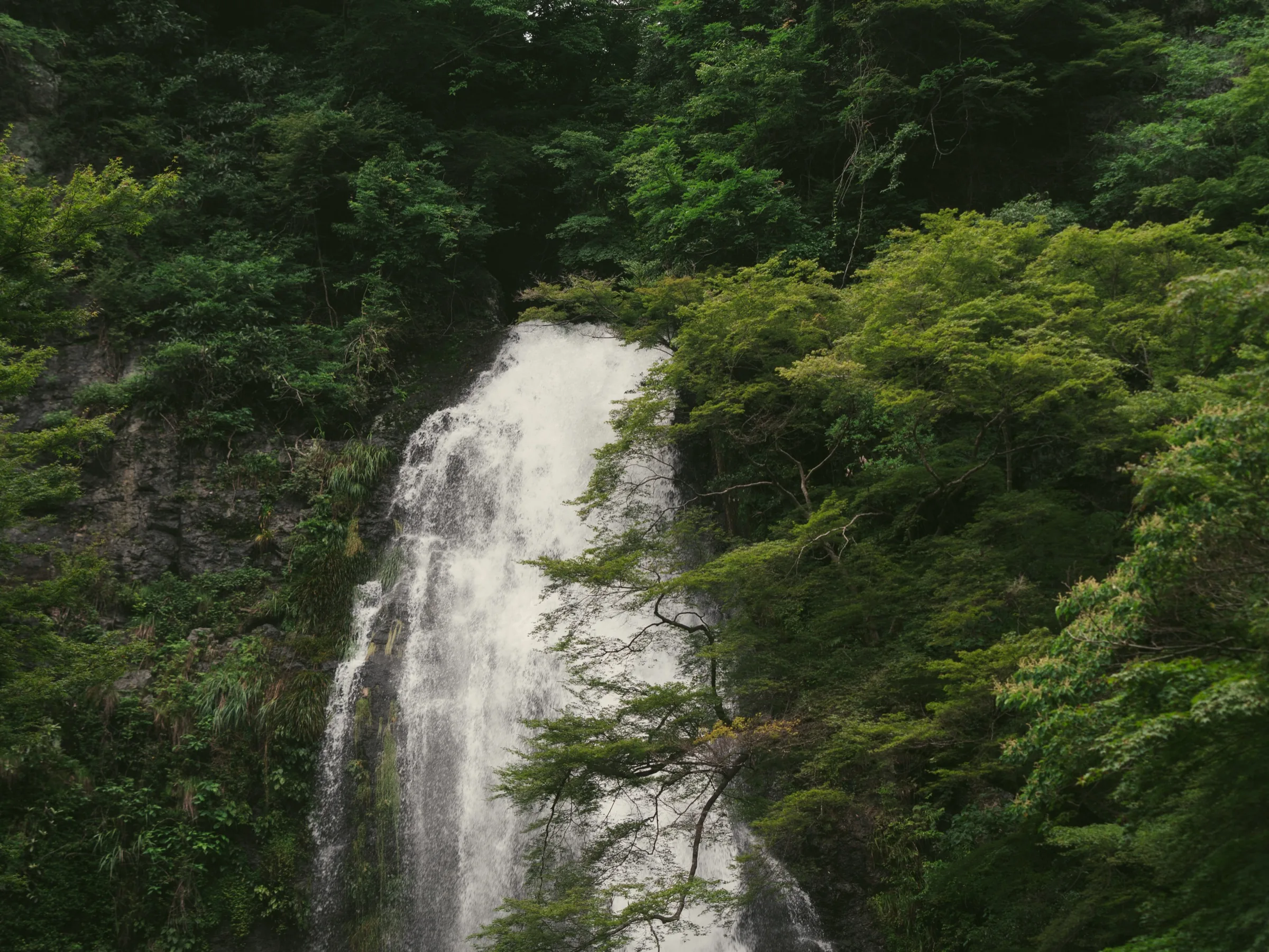 Landscape view of Minoo Falls with surrounding forest, central Osaka prefecture