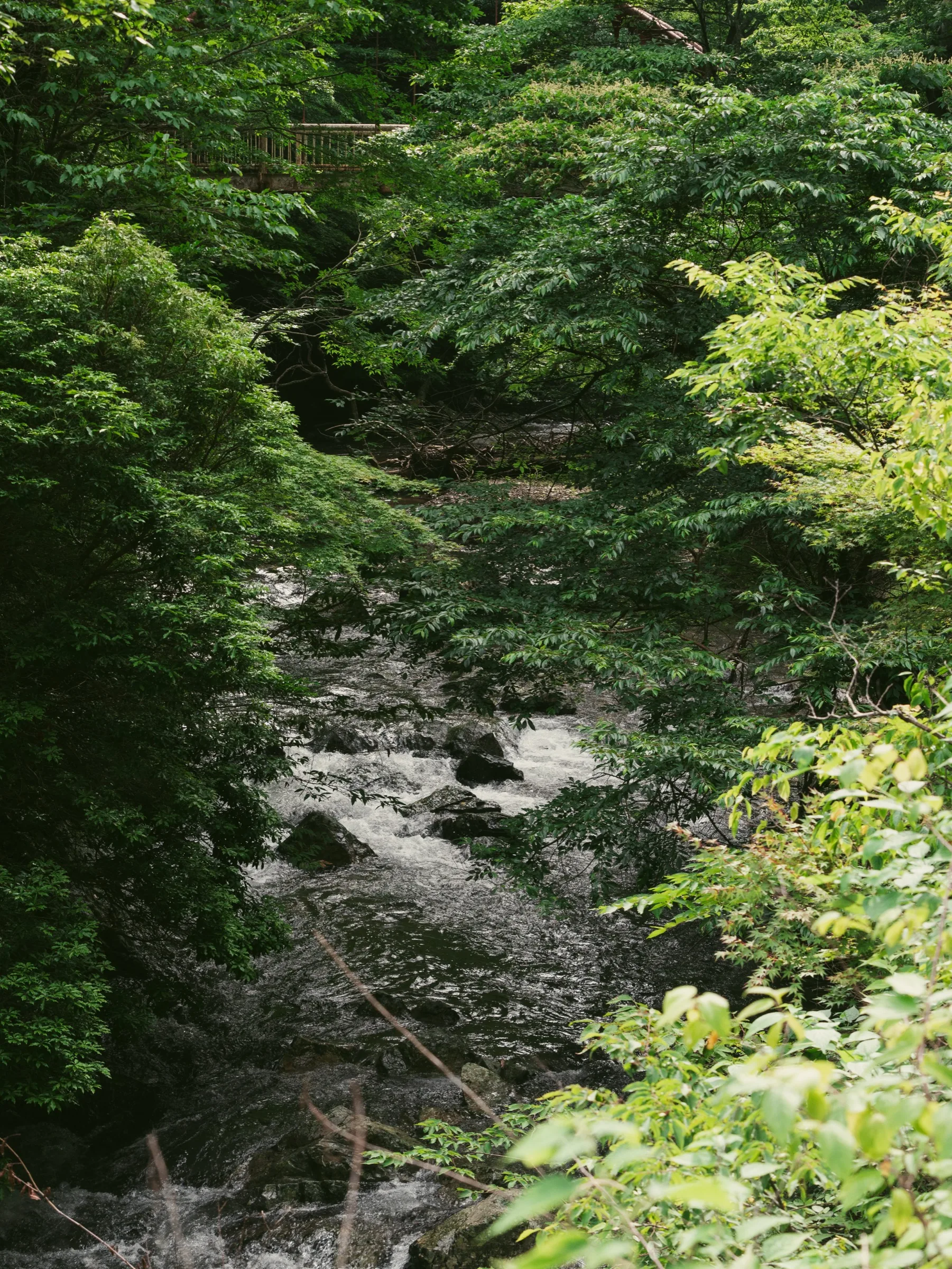Clear mountain stream rushing over rocks along the Takimichi trail