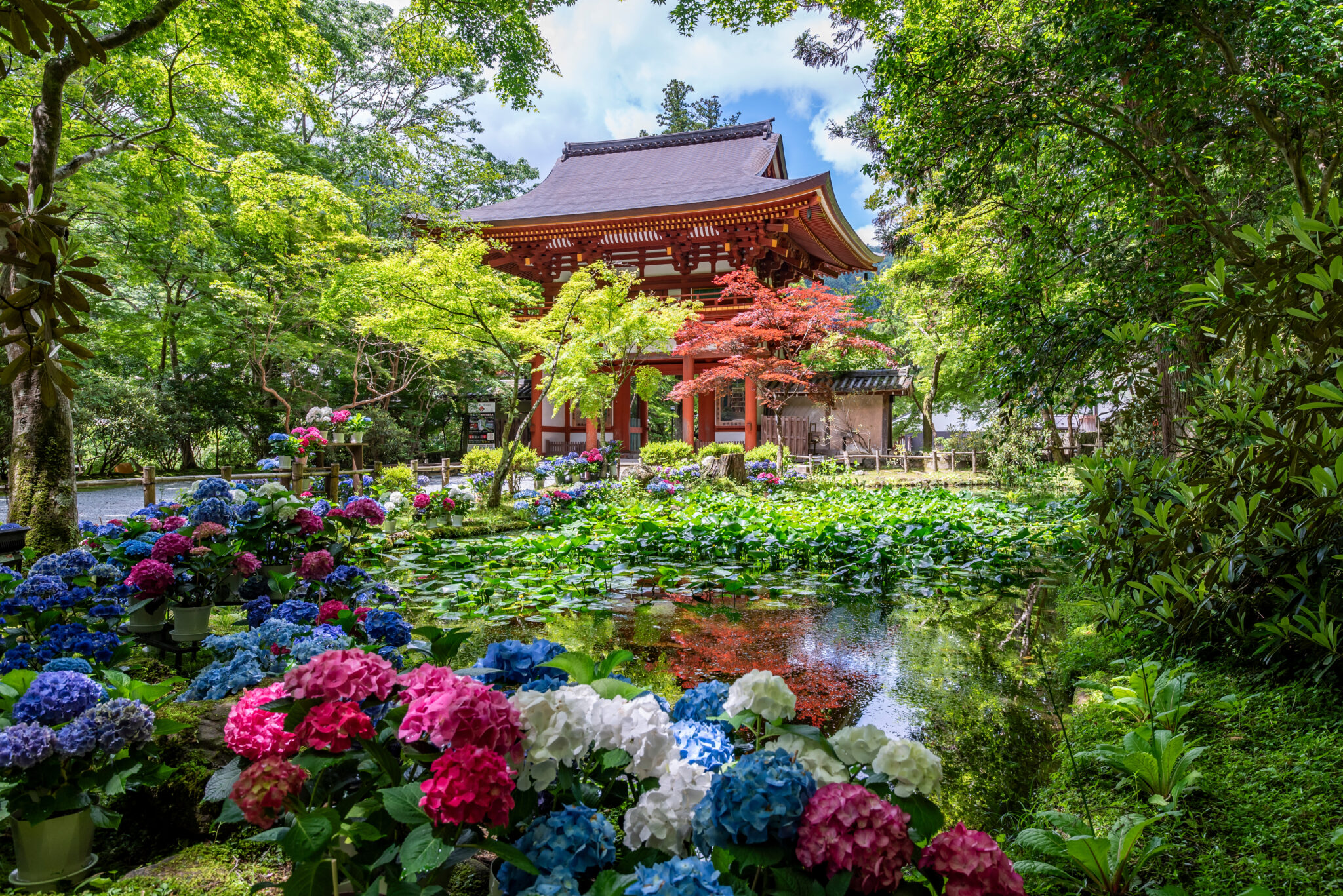 Pink and blue hydrangea around the wooden Nio gate and Banji pond at Muro-ji temple, Nara