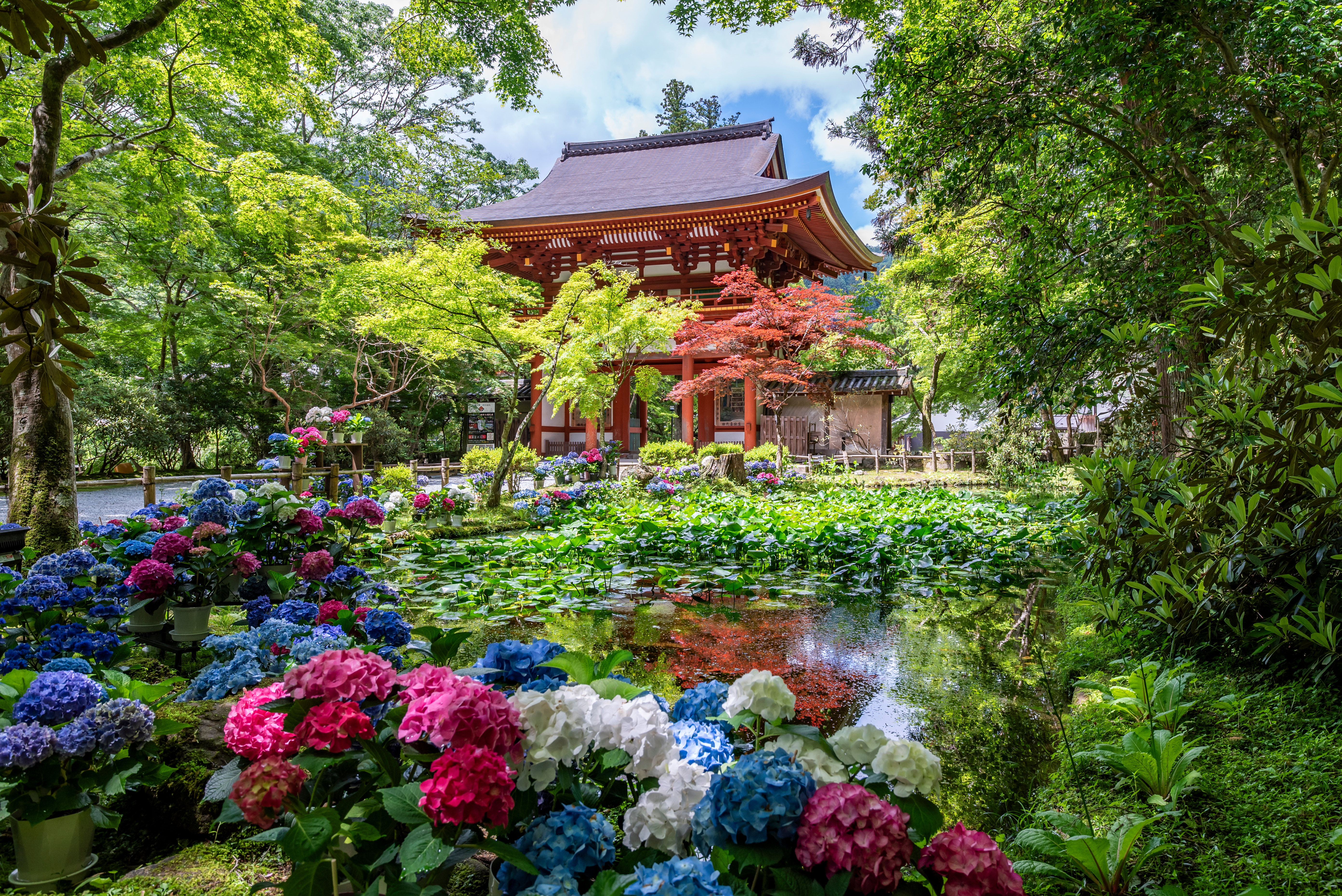 Pink and blue hydrangea around the wooden Nio gate and Banji pond at Muro-ji temple, Nara