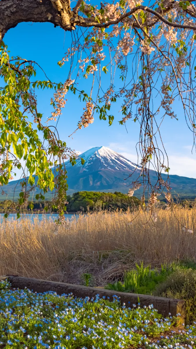 Weeping cherry framing Mt Fuji at Oishi Park in late April