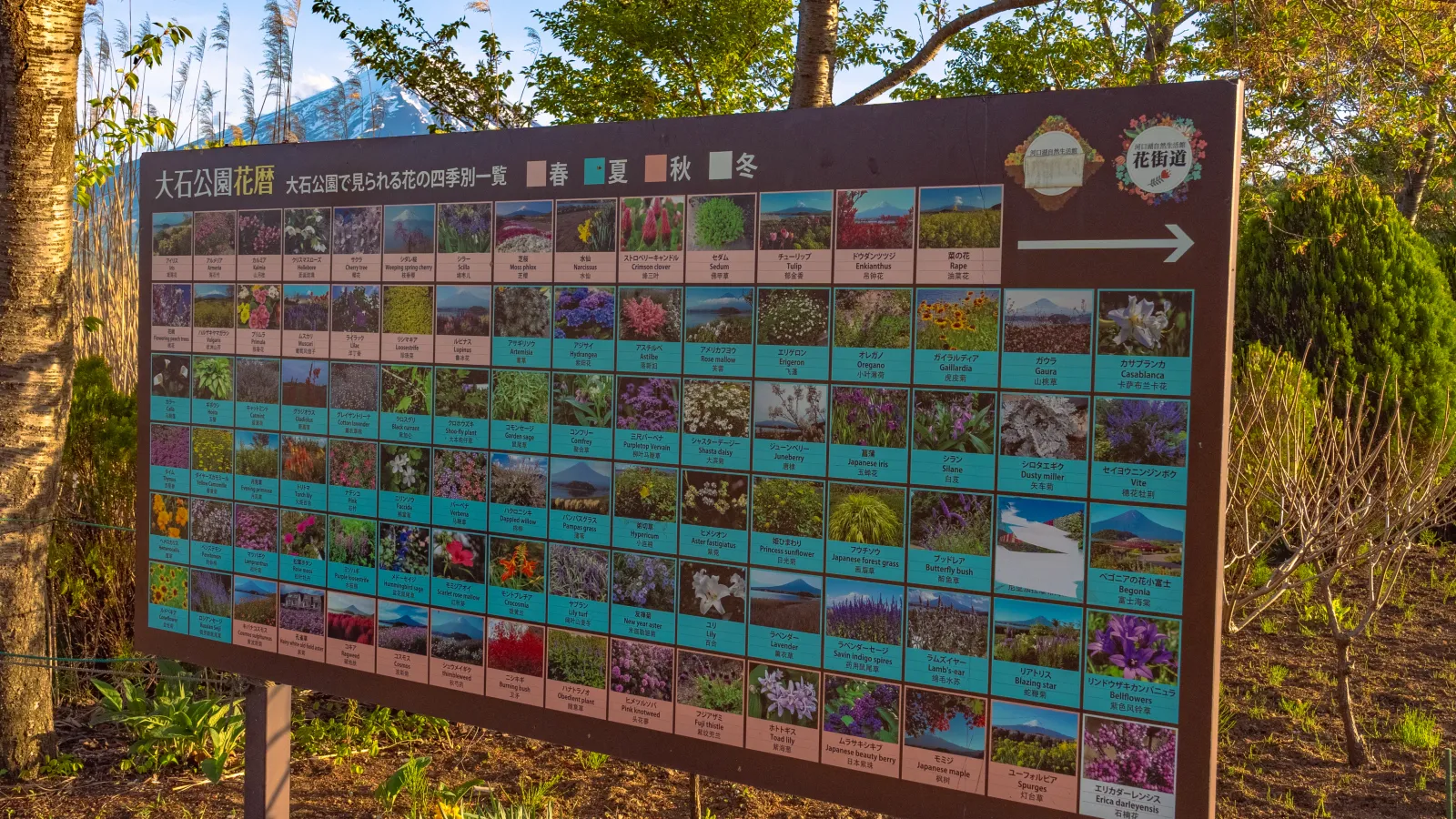 Oishi Park year-round flower calendar signboard showing spring summer autumn winter flowers