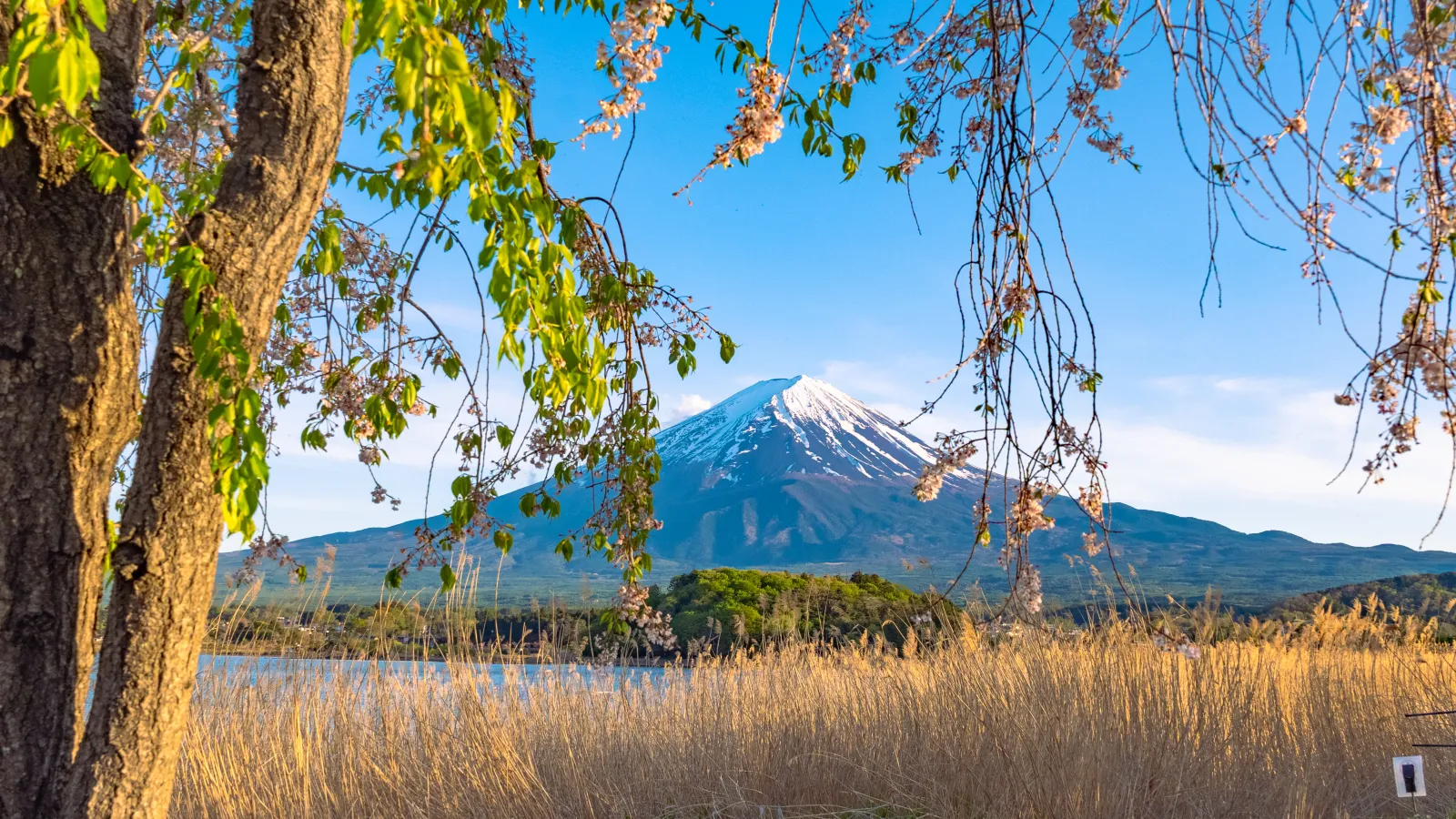 Mt Fuji framed through cherry branches from Oishi Park east side