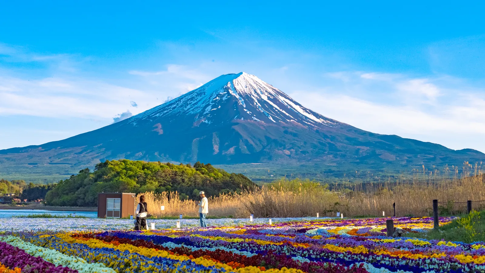 Multicolor pansy carpet with Mt Fuji at Oishi Park, Lake Kawaguchiko