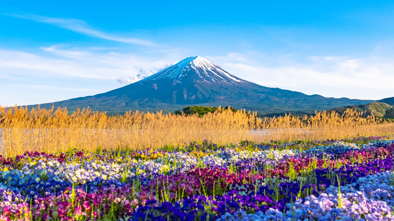 Wide Mt Fuji view from Oishi Park flower field