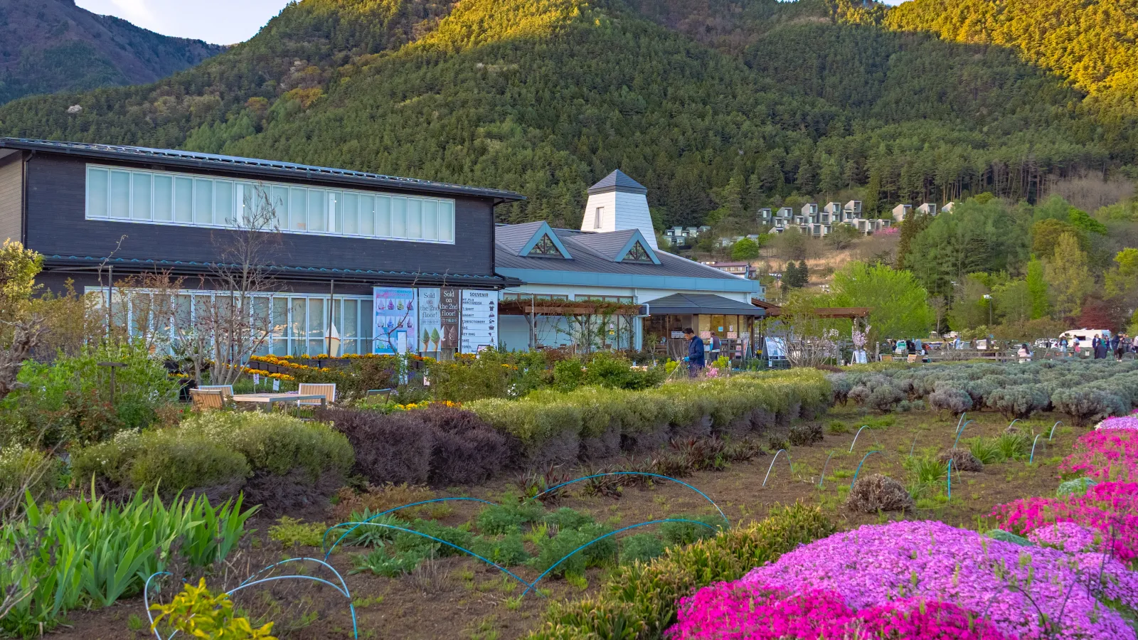 Kawaguchiko Natural Living Center with shibazakura bed