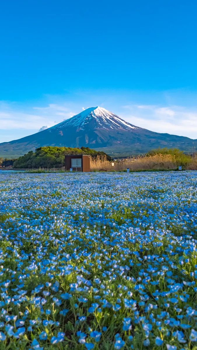 Nemophila and Mt Fuji vertical view Oishi Park