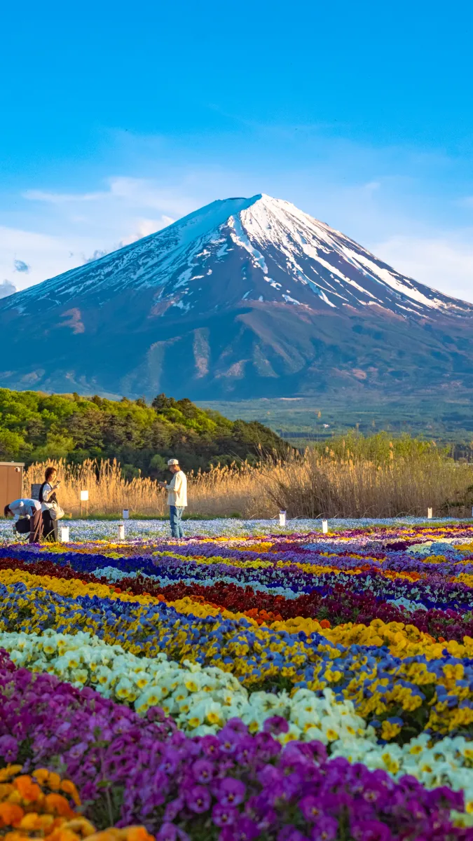 Nemophila lined path at Oishi Park