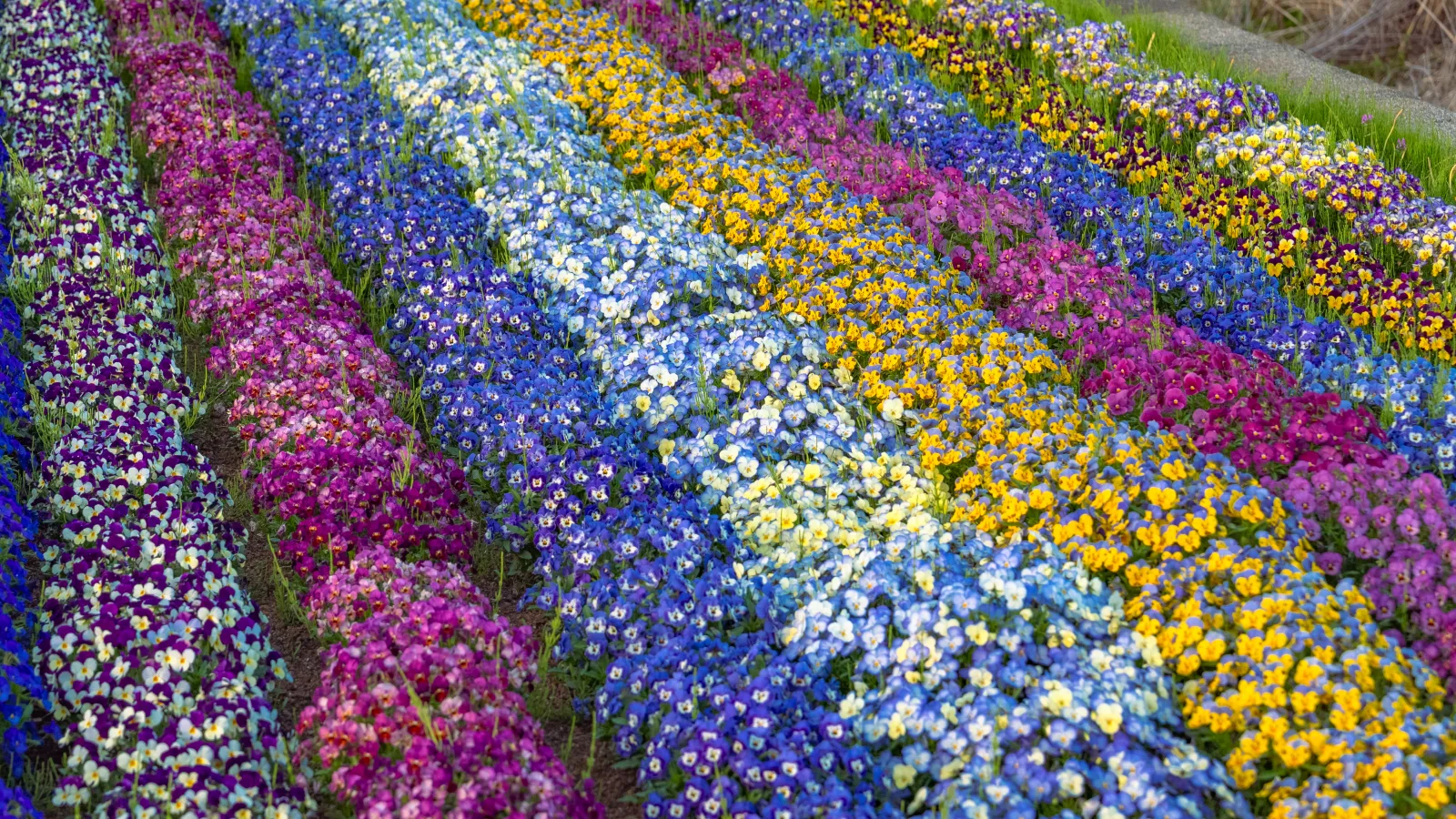 Rows of blue yellow and pink pansies at Oishi Park
