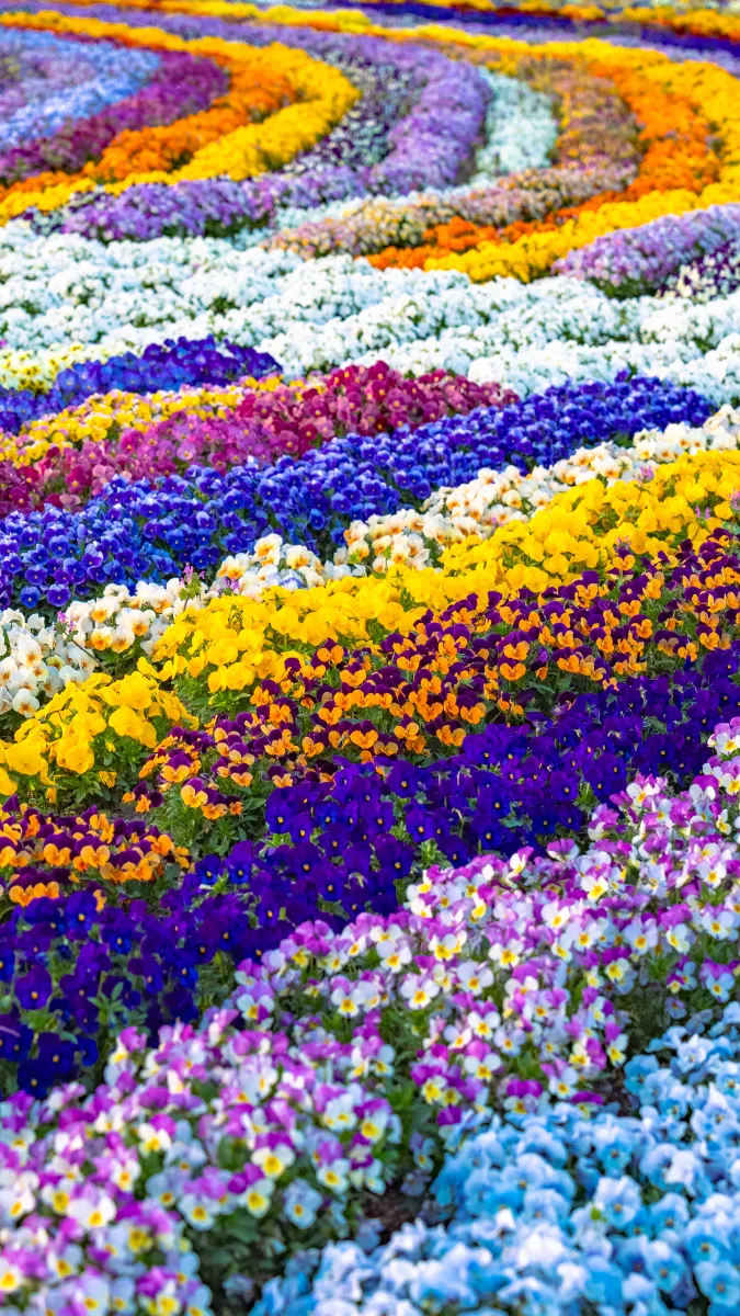 Pansy waves in color at Oishi Park