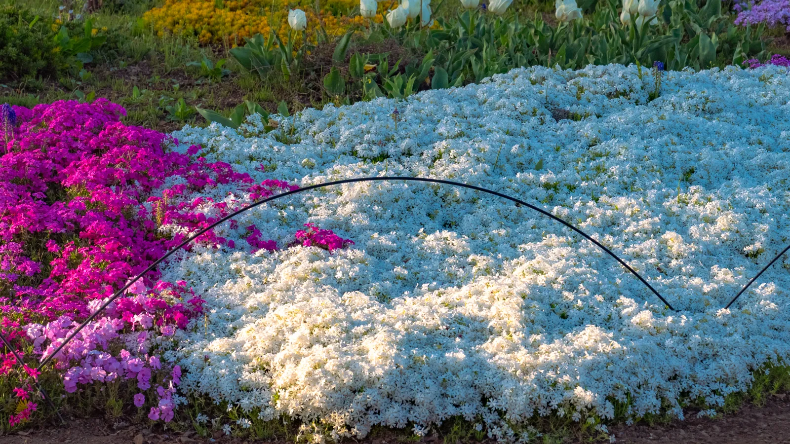 Shibazakura pink and white at Oishi Park
