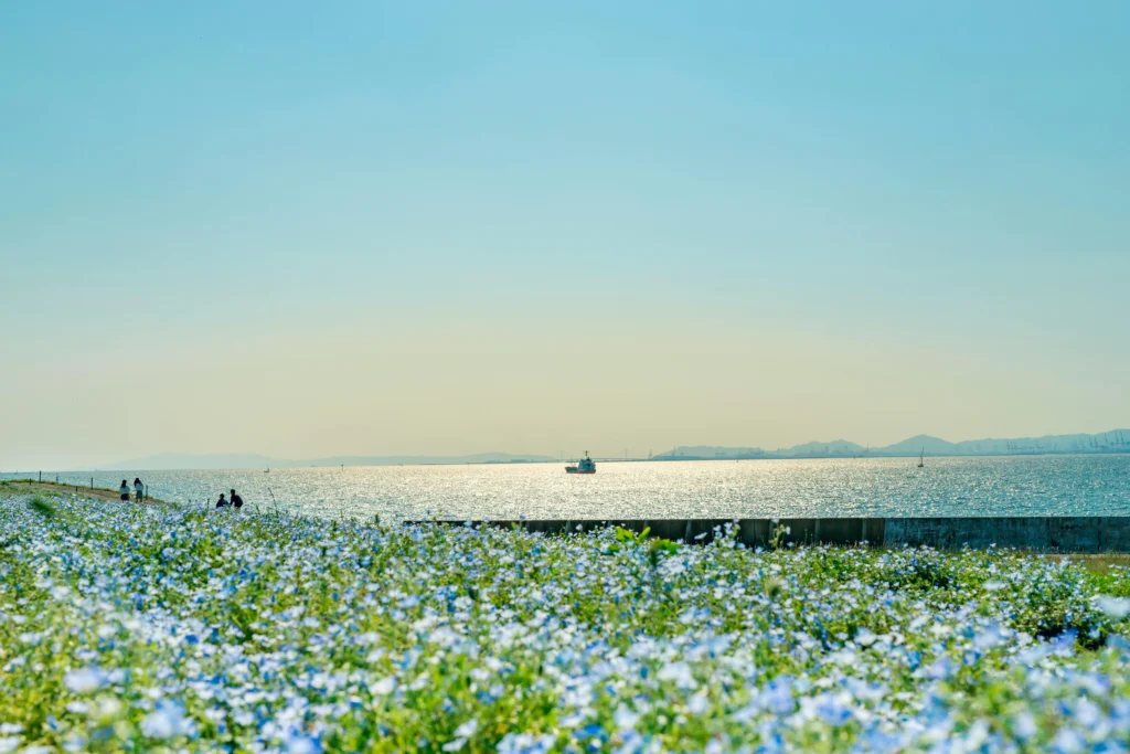 A dreamy field of blue nemophila flowers at Hitachi Seaside Park blending into the sparkling sea on the horizon, a must-see Golden Week flower event in Ibaraki.