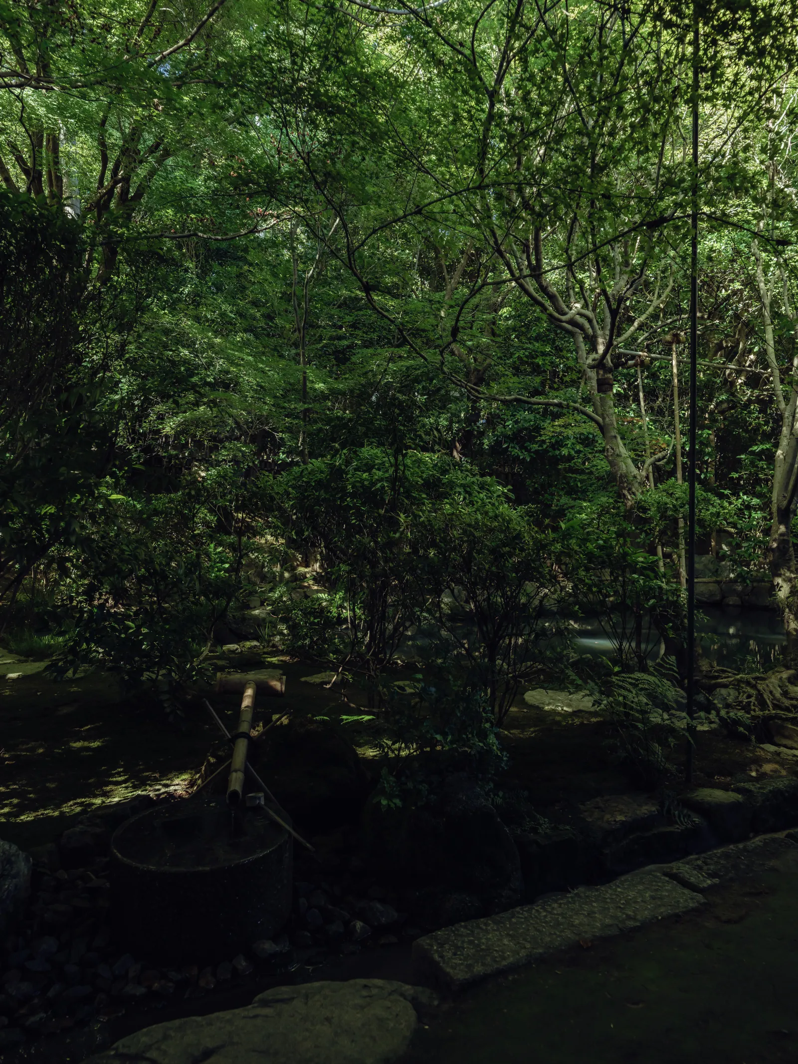 Lush maple and moss garden around the Tsukubai stone water basin at Ryoanji