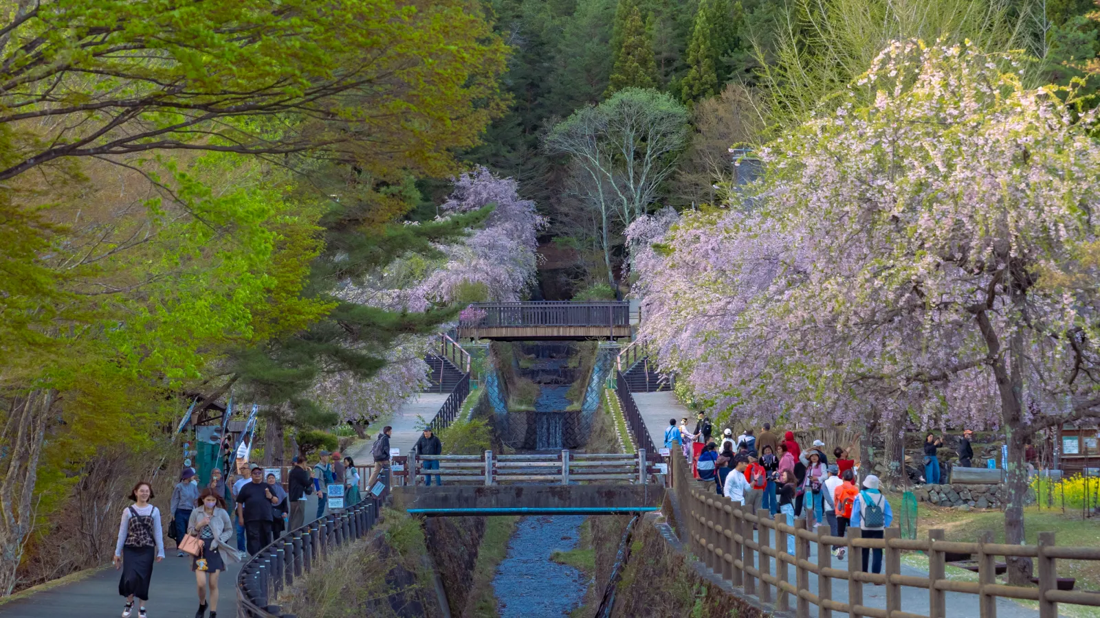 Bridge approach with weeping cherry trees on both sides at Saiko Iyashi no Sato Nenba