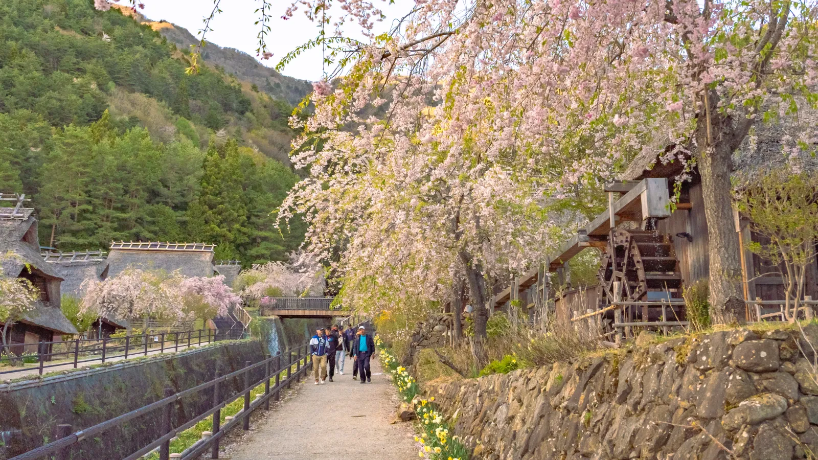 Canal side pathway with cherry blossoms and waterwheel at Saiko Iyashi no Sato Nenba