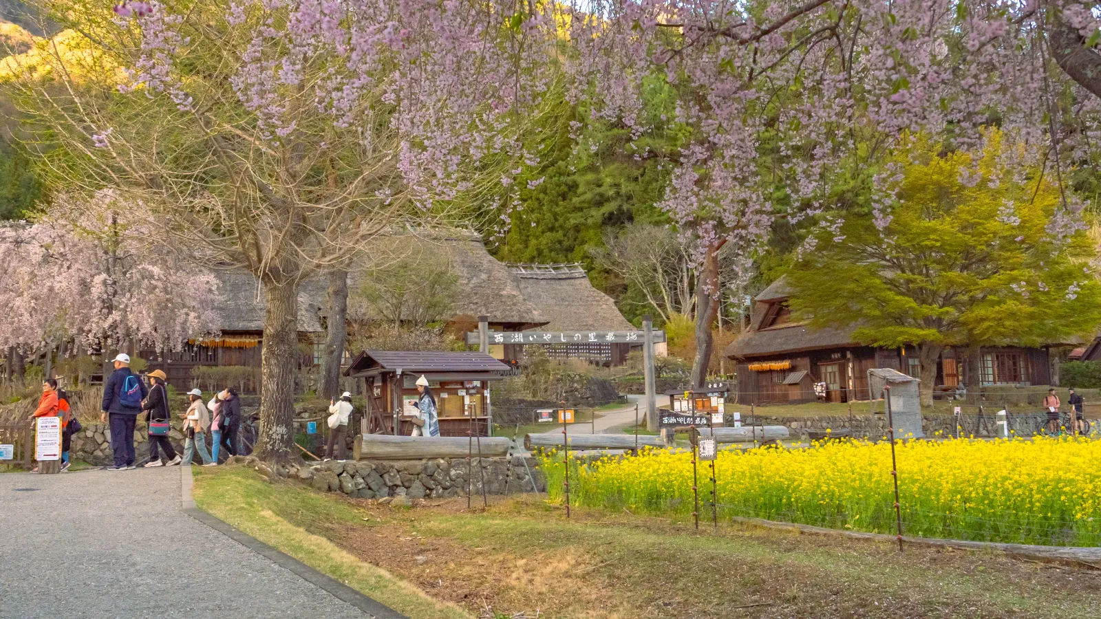 Entrance area with canola flower field and cherries at Saiko Iyashi no Sato Nenba