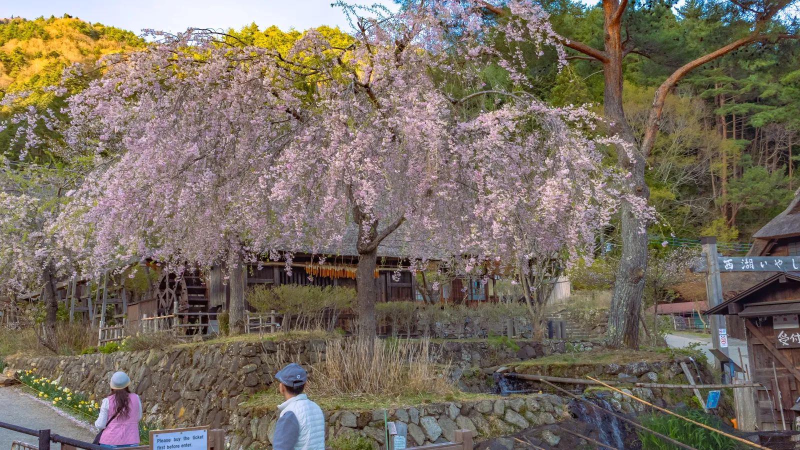 Large weeping cherry tree with visitors at Saiko Iyashi no Sato Nenba
