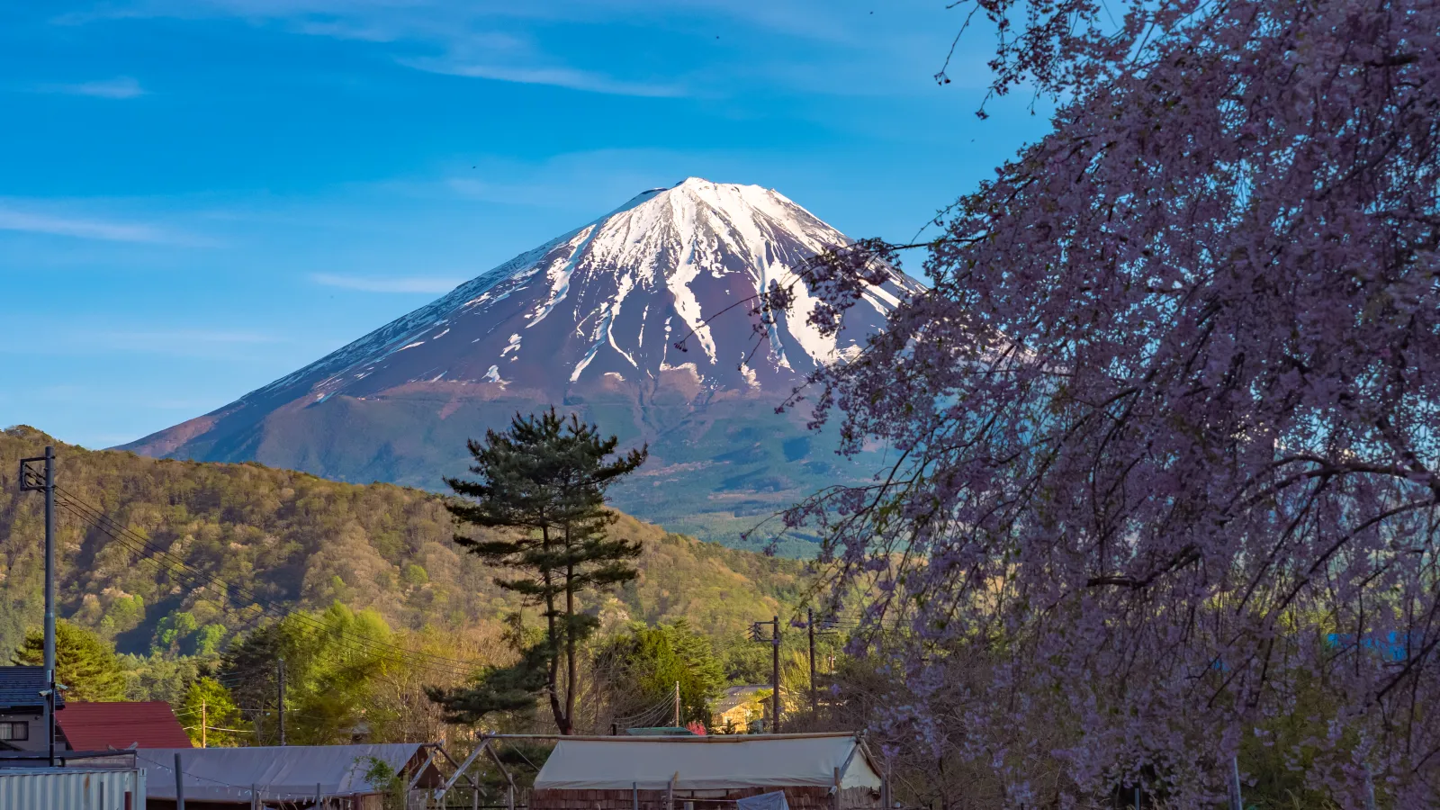 Mt Fuji framed by weeping cherry branches at Saiko Iyashi no Sato Nenba