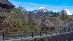 Weeping cherry trees in bloom beside thatched houses with Mt Fuji at Saiko Iyashi no Sato Nenba