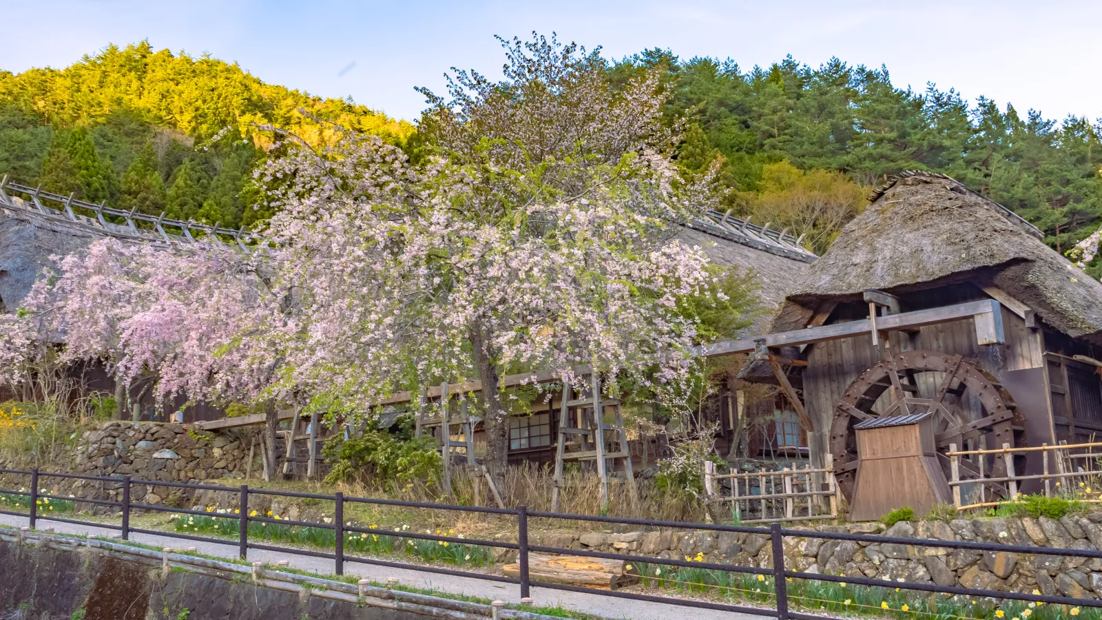 Thatched house with weeping cherry and waterwheel at Saiko Iyashi no Sato Nenba