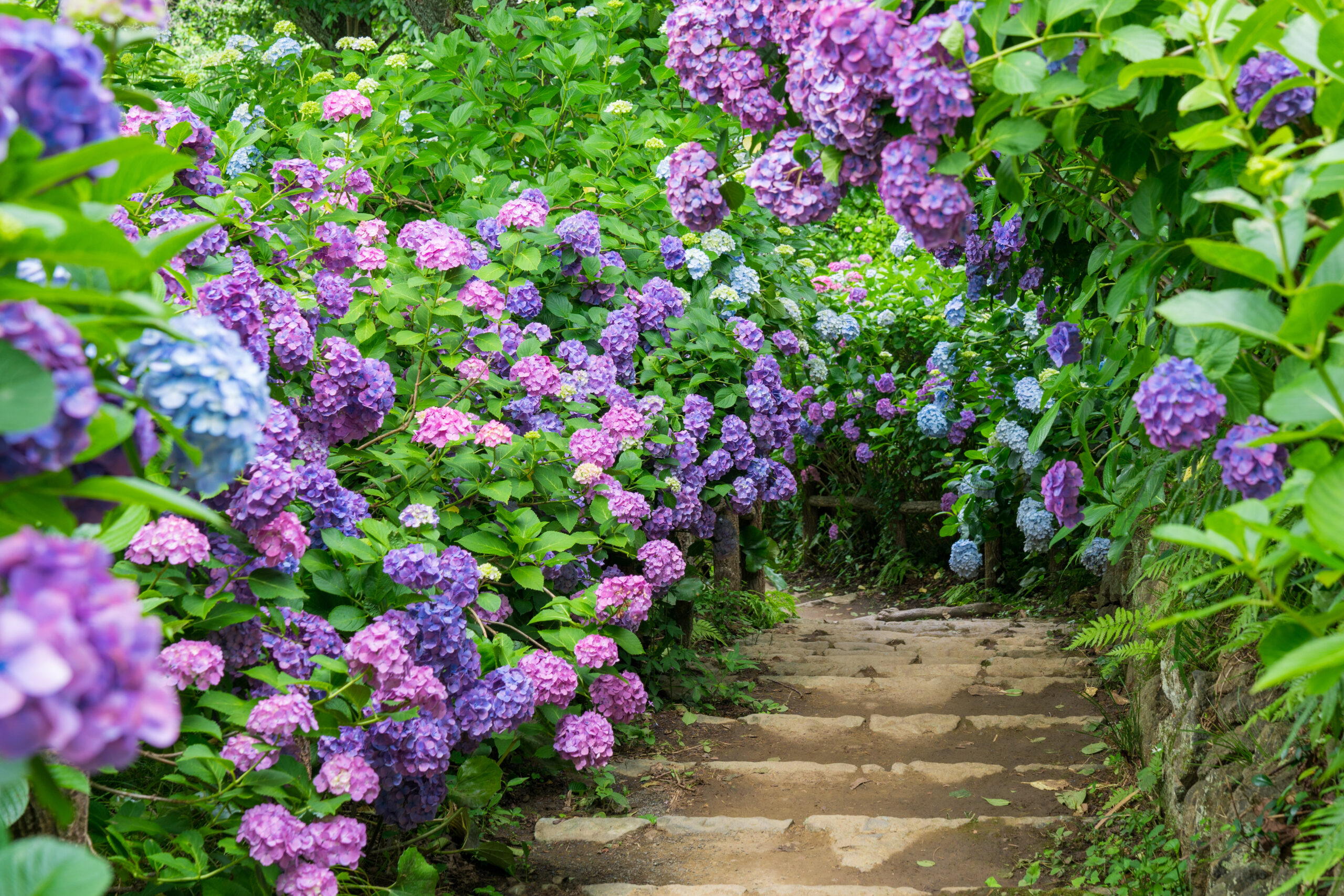 Hydrangea covering the slopes of Shimoda Park on the Izu peninsula in early June, where over 150,000 plants bloom each year