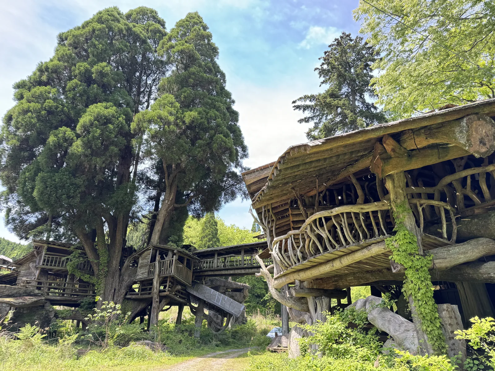 The full Takamori Tree House complex with the cedar on the left and the multi-level wooden castle structure on the right, viewed from the open ground in front