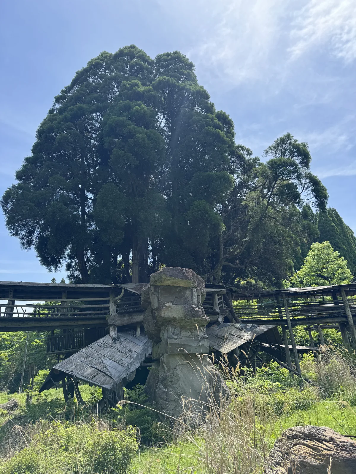 The cedar at Takamori Tree House standing tall above the wooden structure, with stone foundations and surrounding pasture