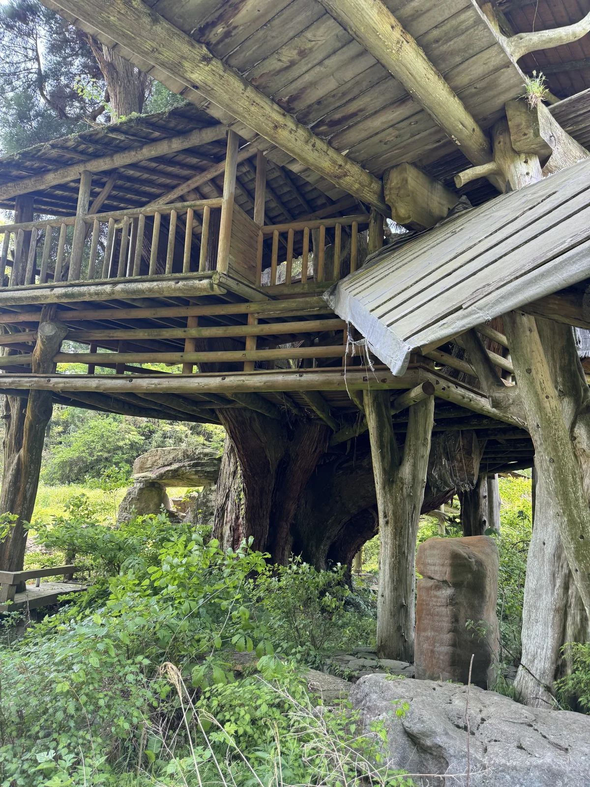 The underside of the multi-level platforms showing thick wooden posts sunk into rocky ground with the cedar trunk emerging through the structure