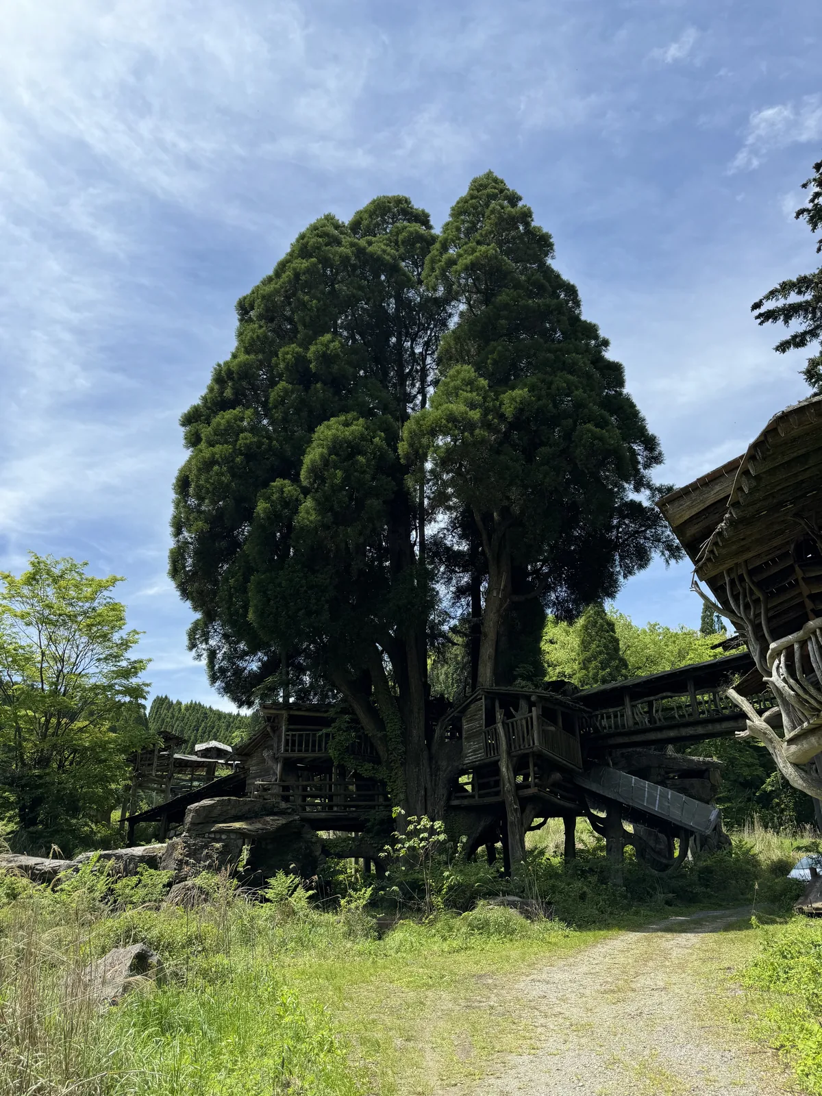 The double-trunked cedar viewed from the gravel road with the tree house structure layered around its base