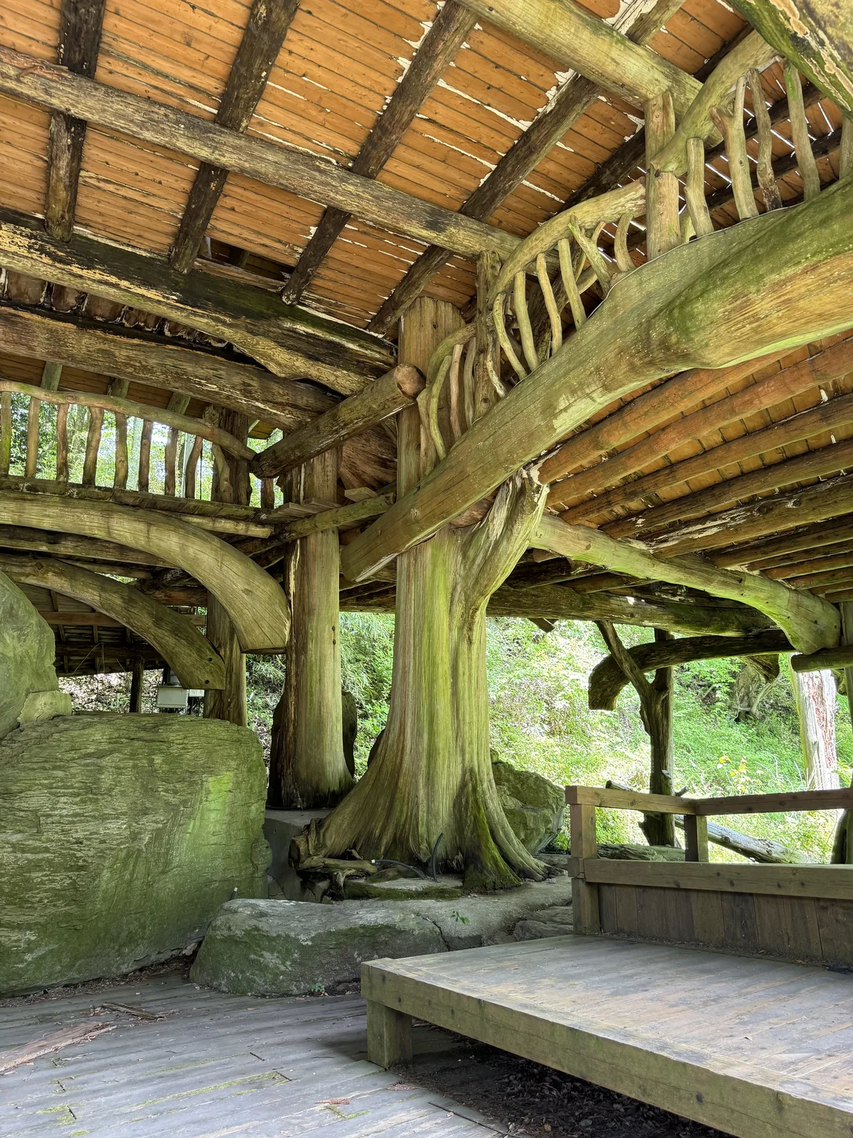 Interior view from outside showing the massive cedar trunk integrated with the wooden floor platforms and the rib-pattern ceiling above