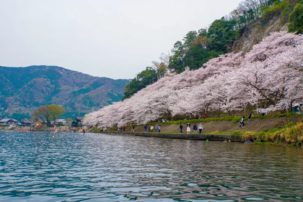 Cherry blossoms in full bloom along the curved 4 km lakeside road at Kaizu-Osaki on Lake Biwa northern tip