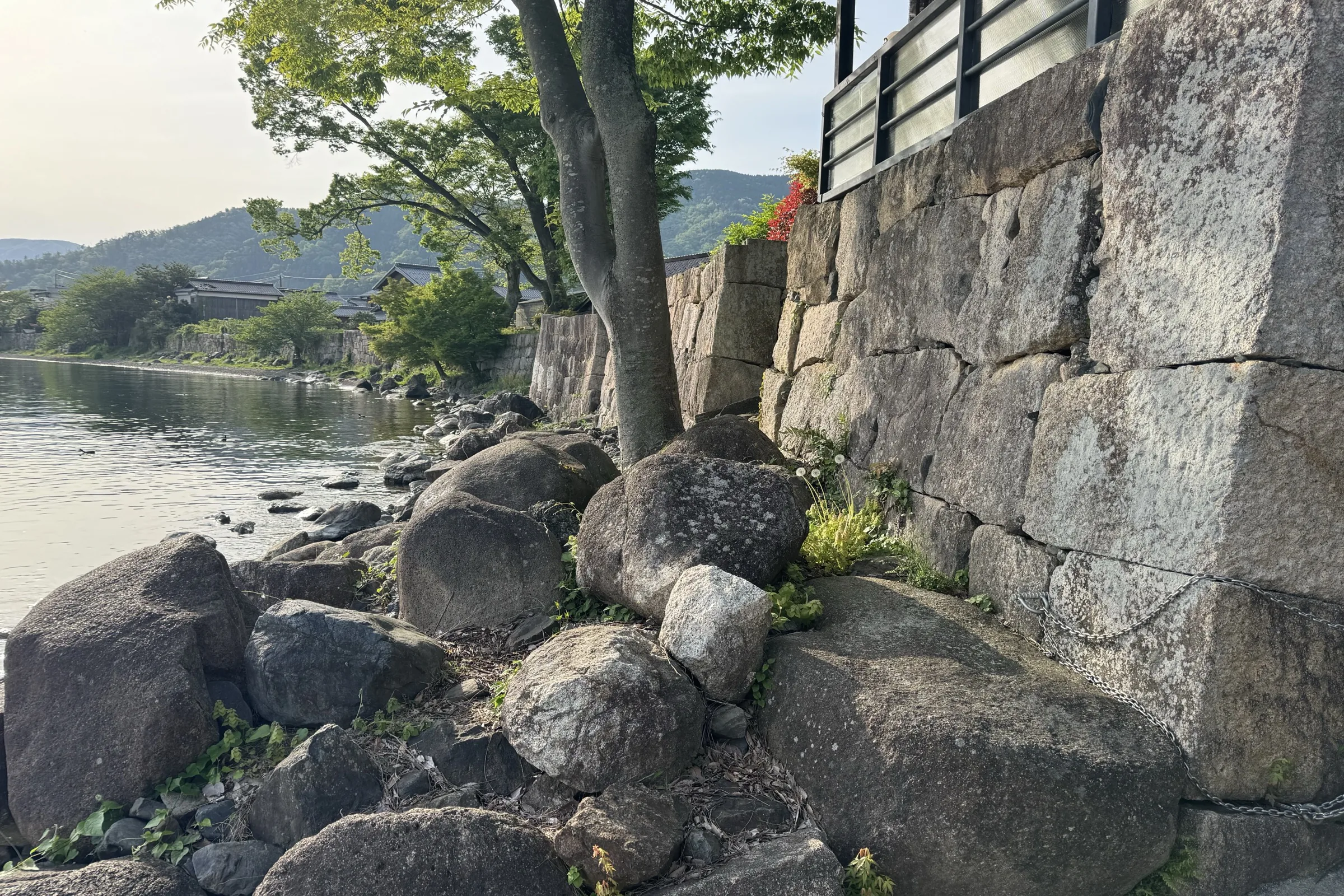 Stone embankment at Kaizu lakeside with maple tree above and Lake Biwa beyond