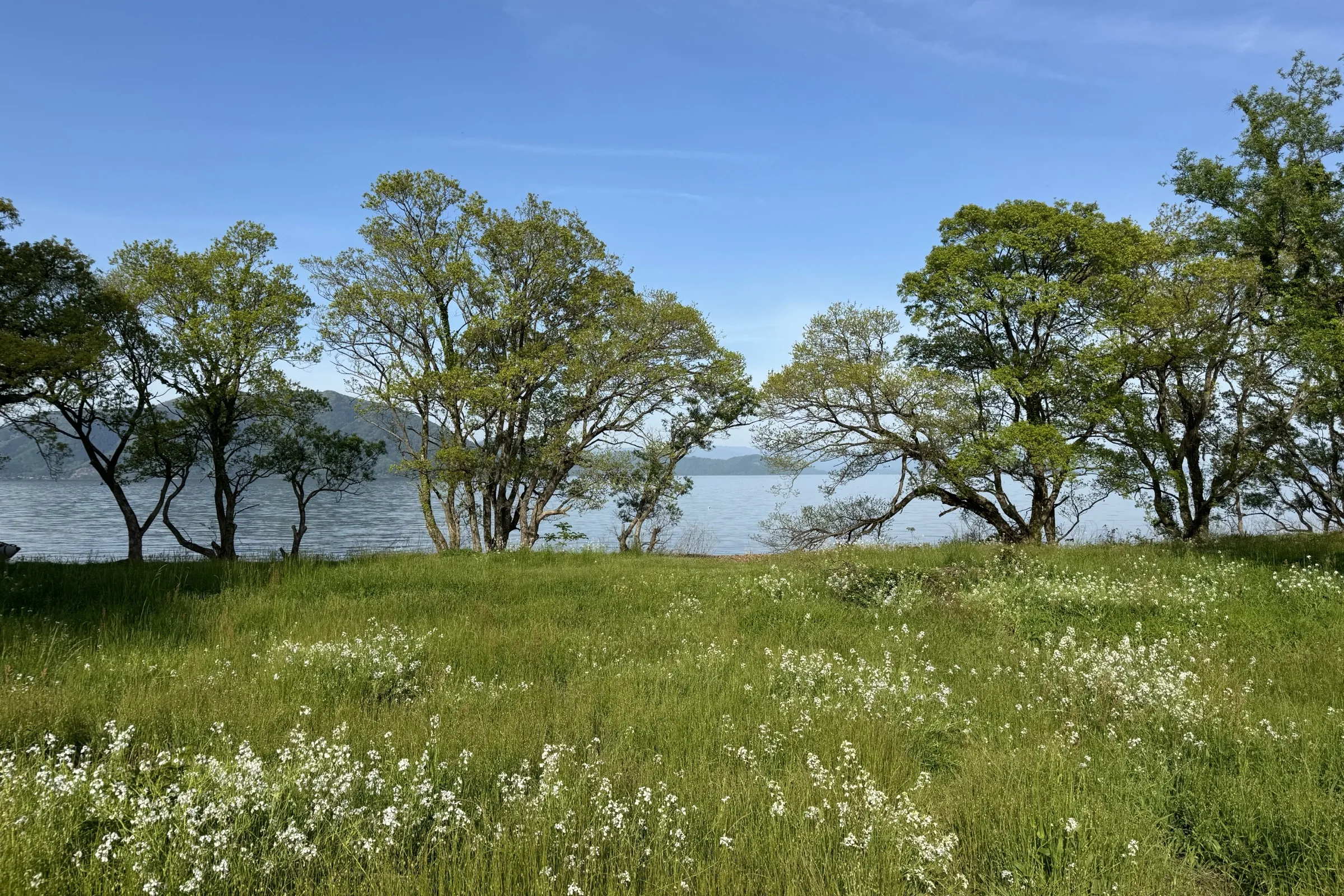 Wide meadow with white wildflowers and a row of trees framing Lake Biwa beyond, Takashima