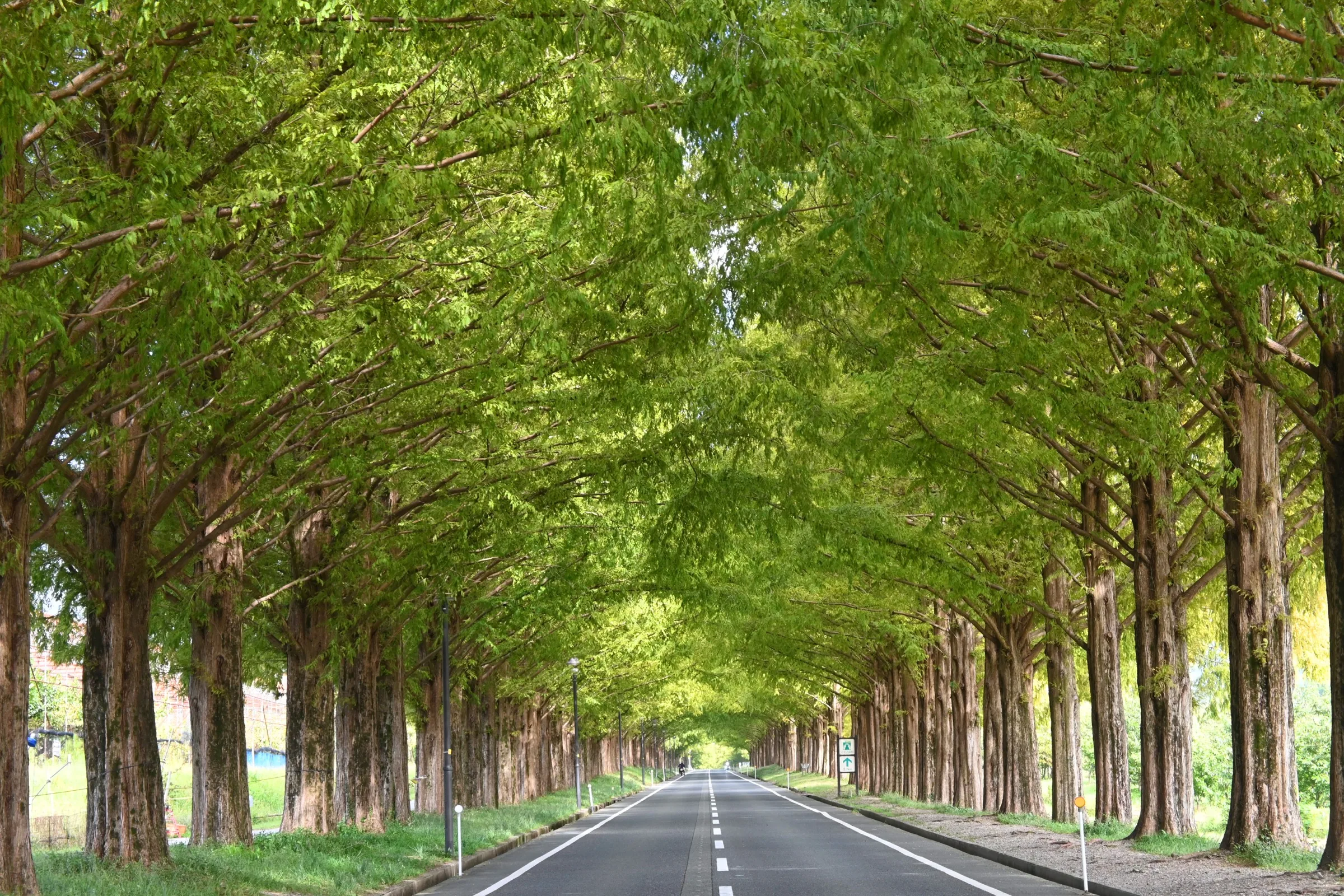 2.4 km Metasequoia tree-lined avenue in Makino Takashima during spring with bright green canopy