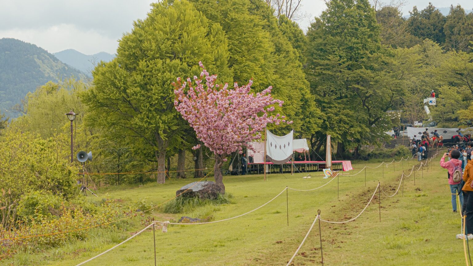Wide view of the shidare cherry tree alongside yabusame target curtain