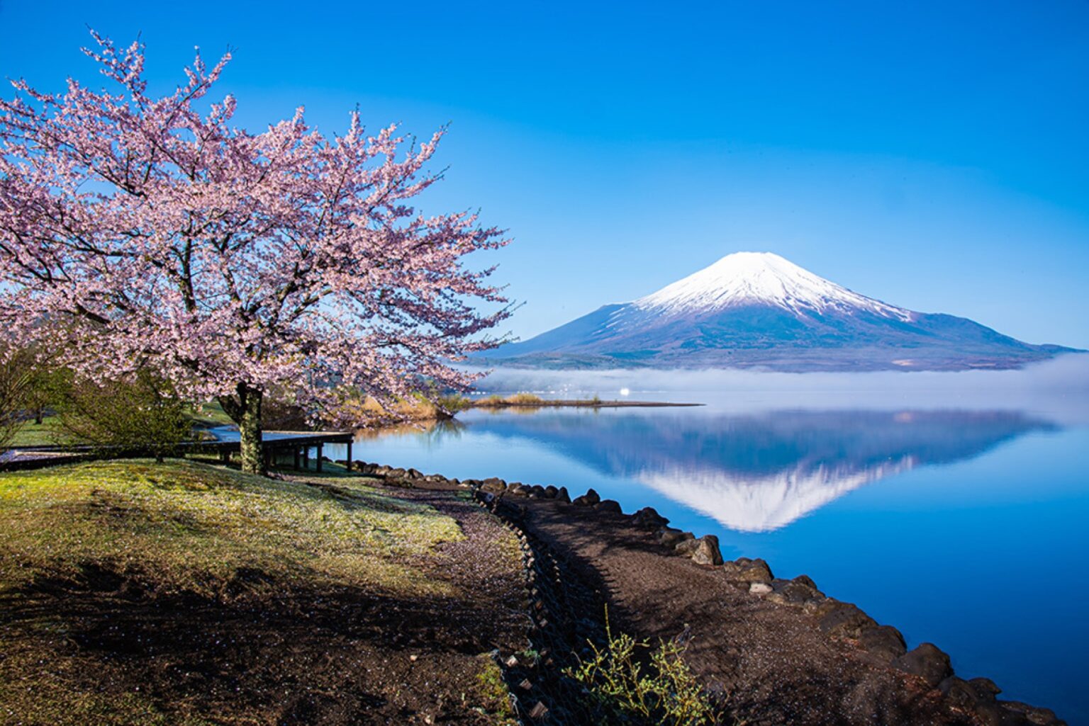 Mt. Fuji reflected in the still water of Lake Yamanaka with cherry blossoms framing the scene