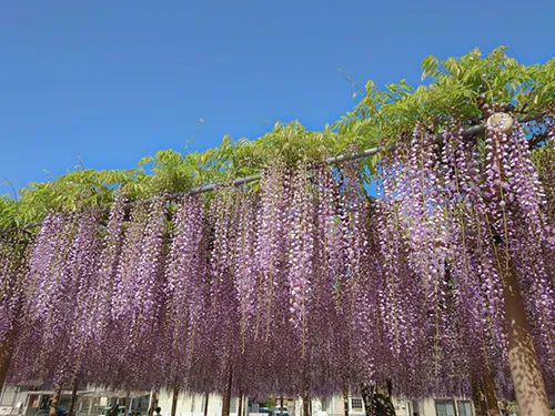 Long cascading purple wisteria clusters hanging from a trellis at Tennogawa Park in Tsushima, Aichi, one of Japan's largest free wisteria viewing spots